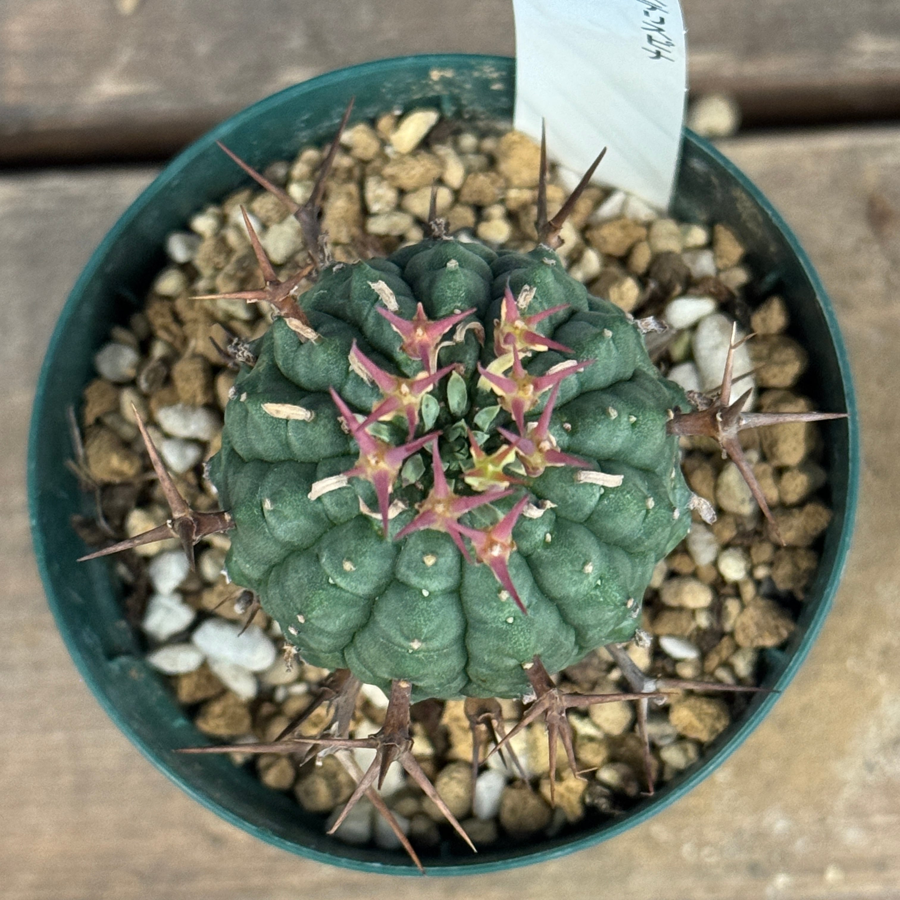 ユーフォルビア 群星冠 亀甲タイプ【552】 | PROTOLEAF プロトリーフ