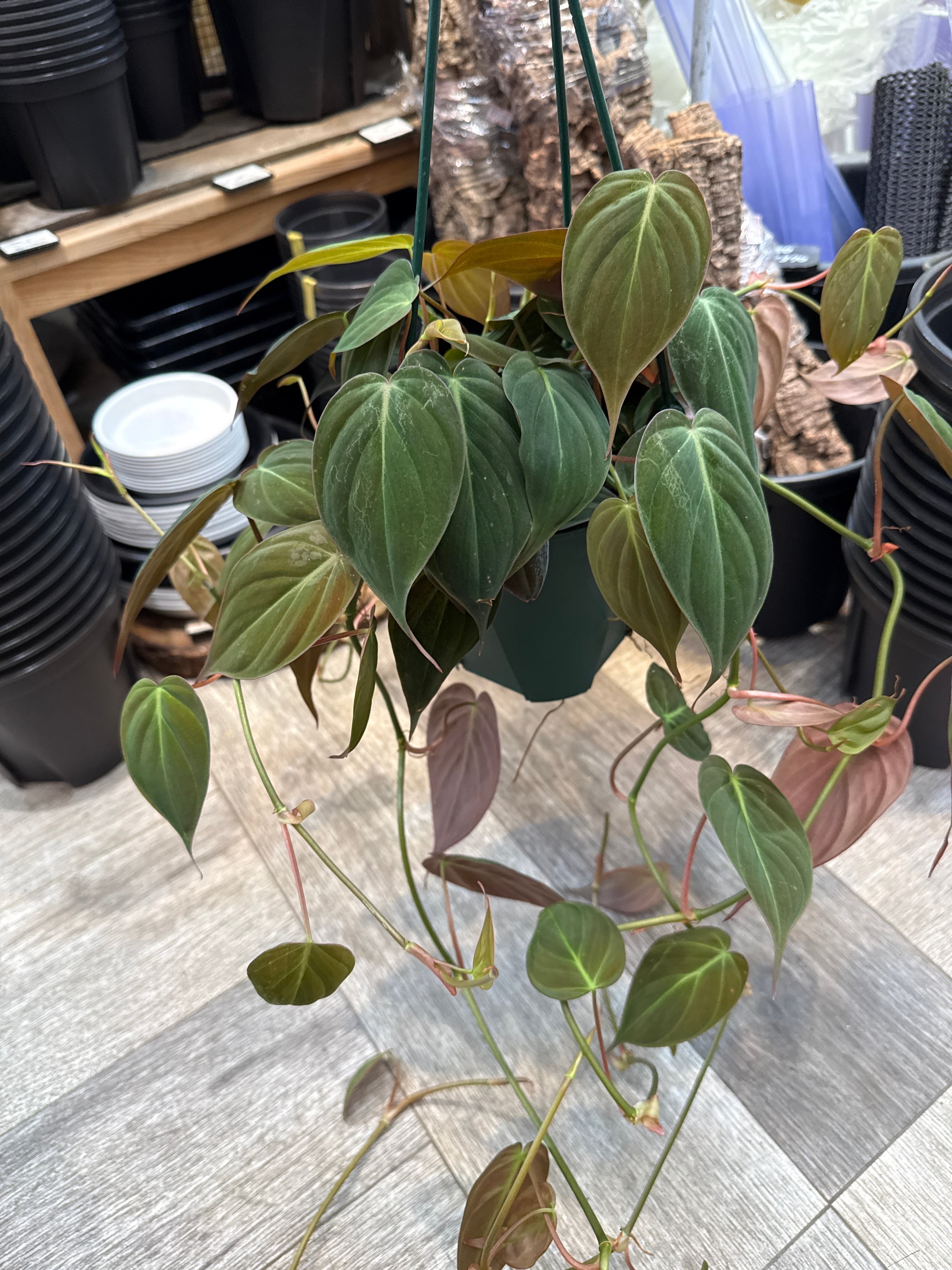 フィロデンドロン ミカンス 5号吊り鉢 | Gardenえん 【観葉熱帯植物】