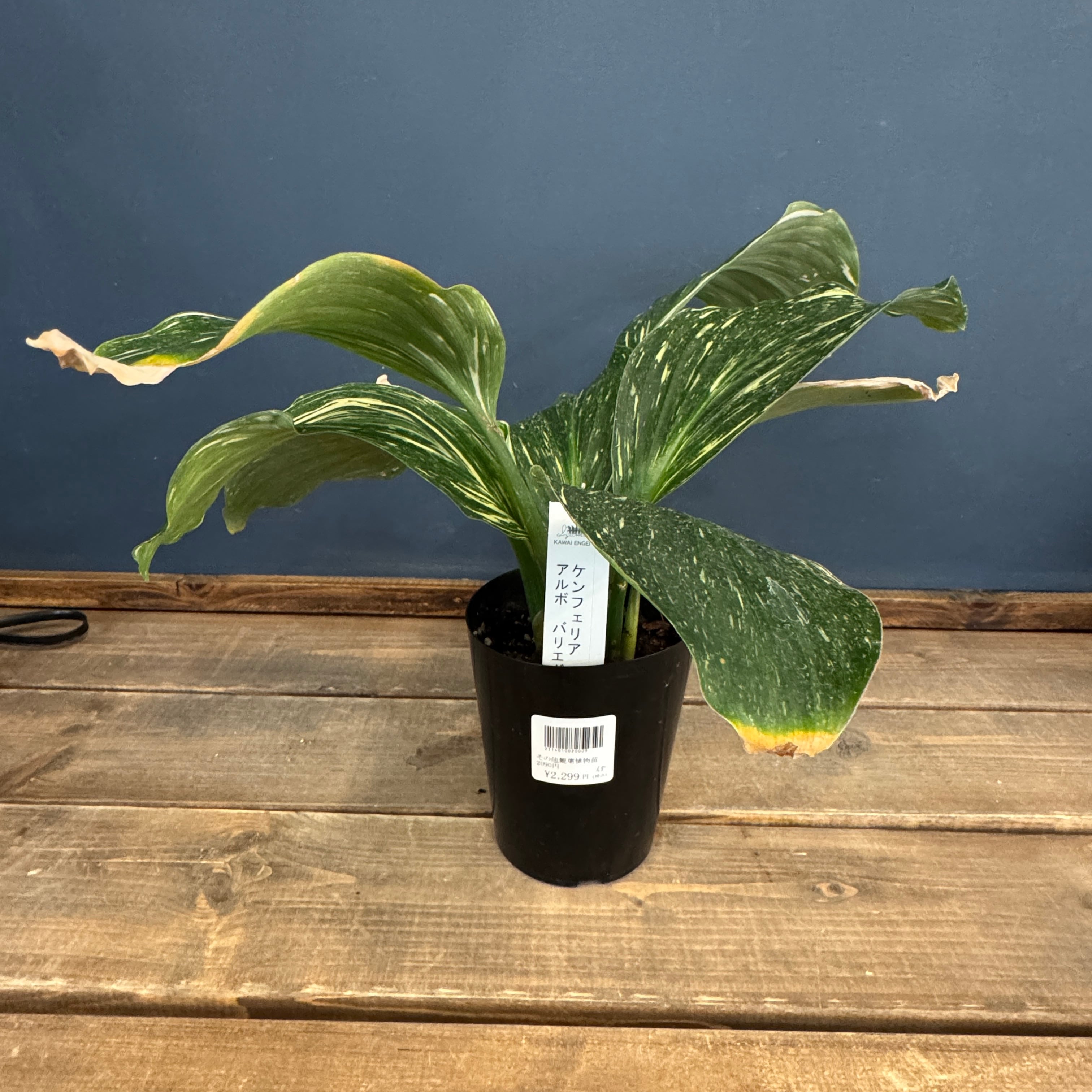 クリアランス】ケンフェリア アルボ バリエガータ【992】 | PROTOLEAF