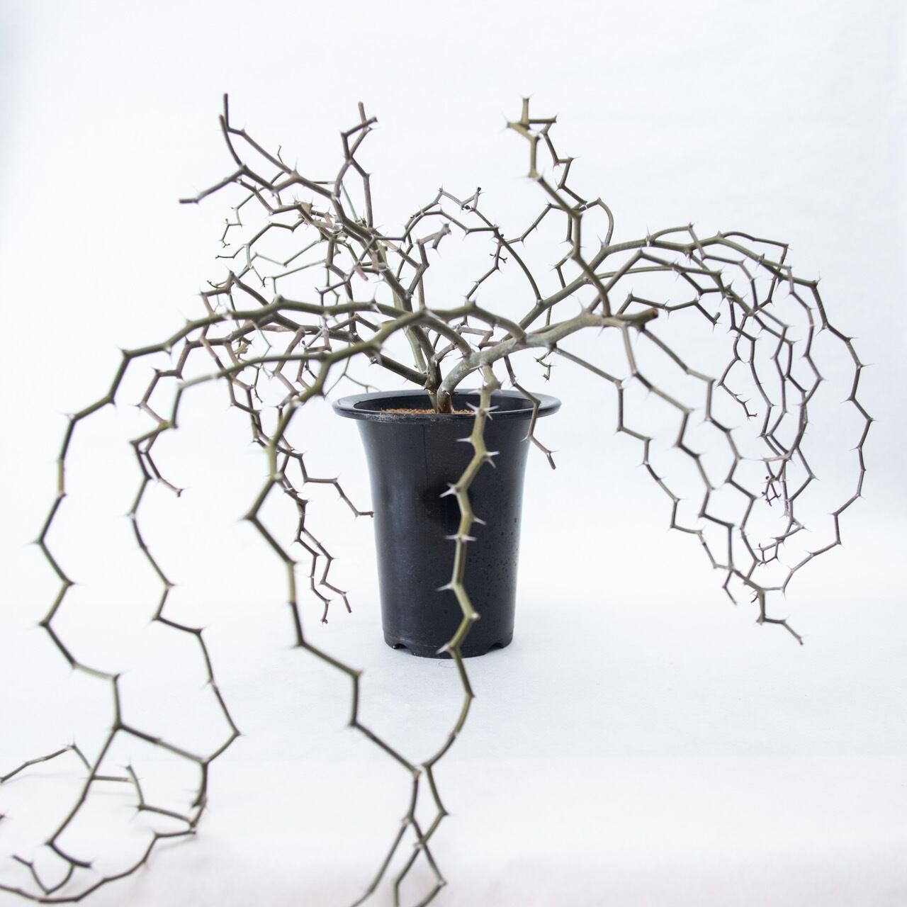 【新着】Decarya madagascariensis ジグザクの木 大株【最高な枝振りのレア塊根植物】デカリア マダガスカリエンシス