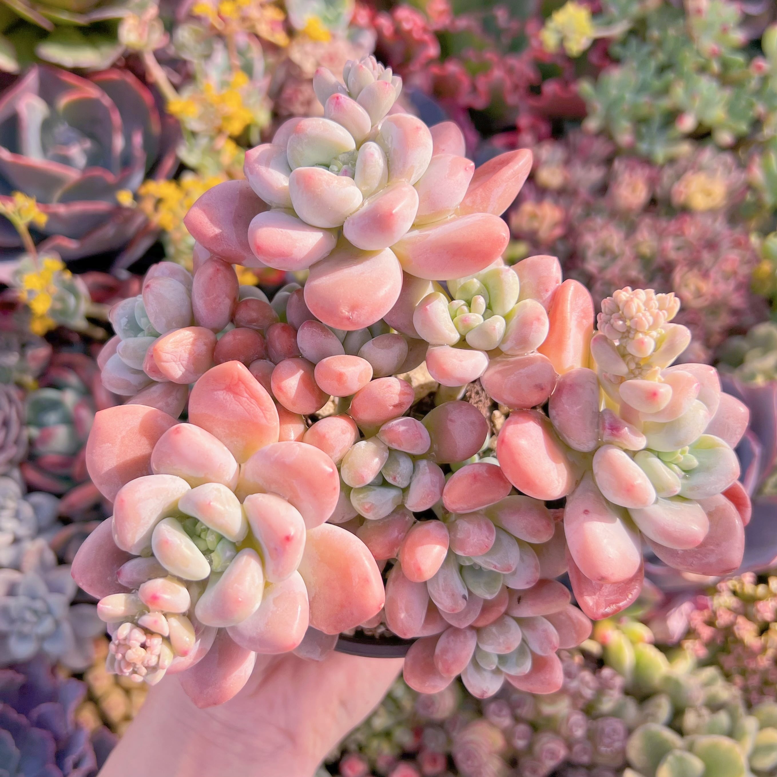 現品　マカロン#697　大群生　新入荷　るる農園