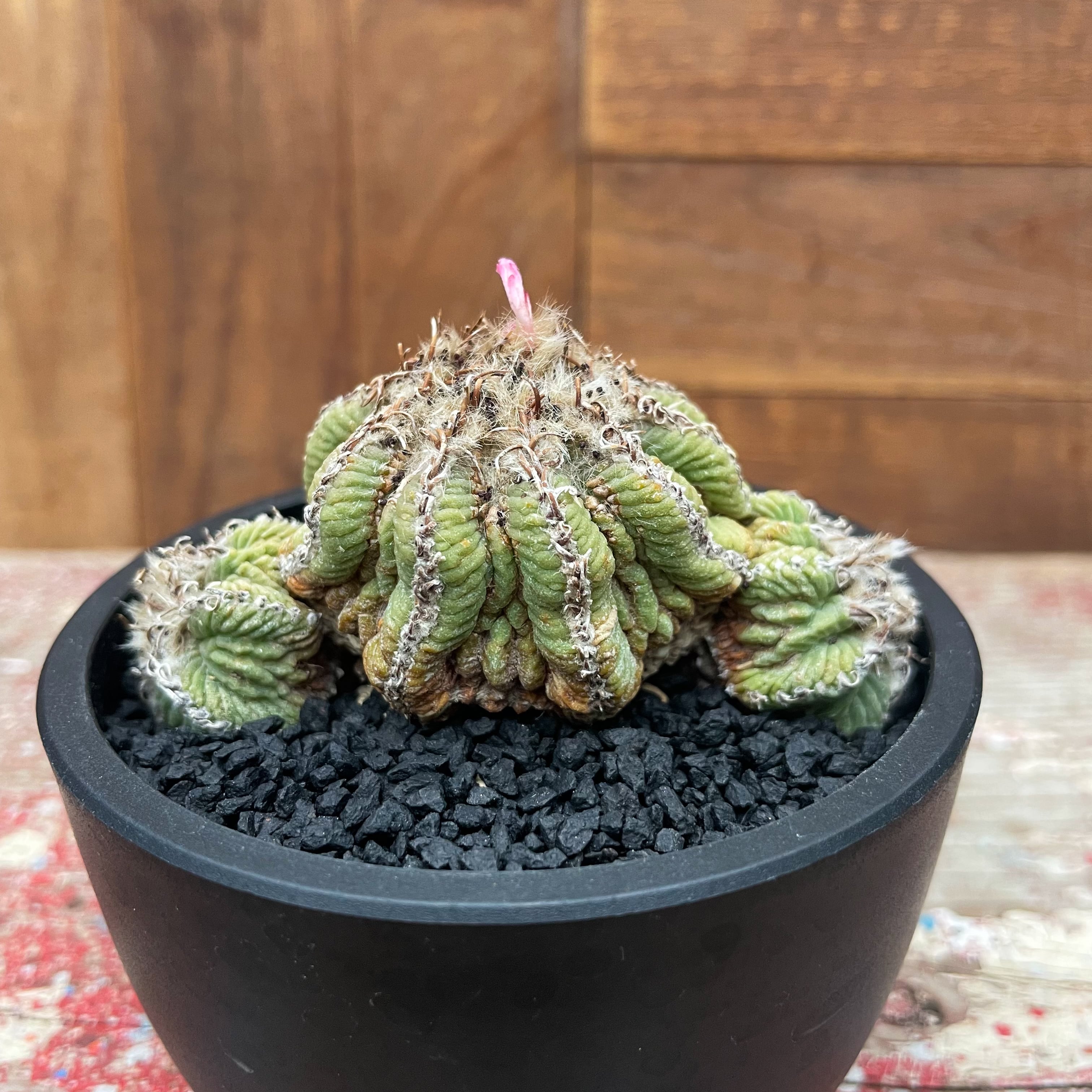 Aztekium ritteri【アズテキウム・花籠・実生】 | RIMO