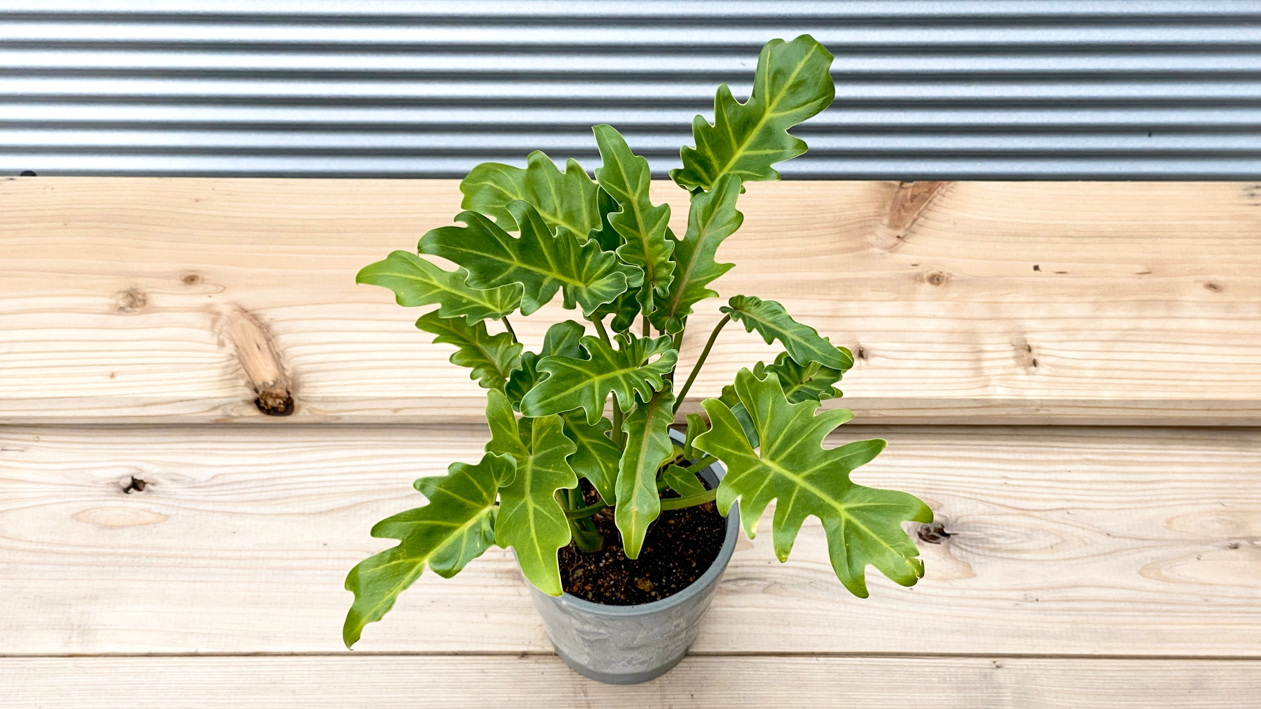 観葉植物】フィロデンドロン クッカバラ 5号鉢 | 観葉植物専門店