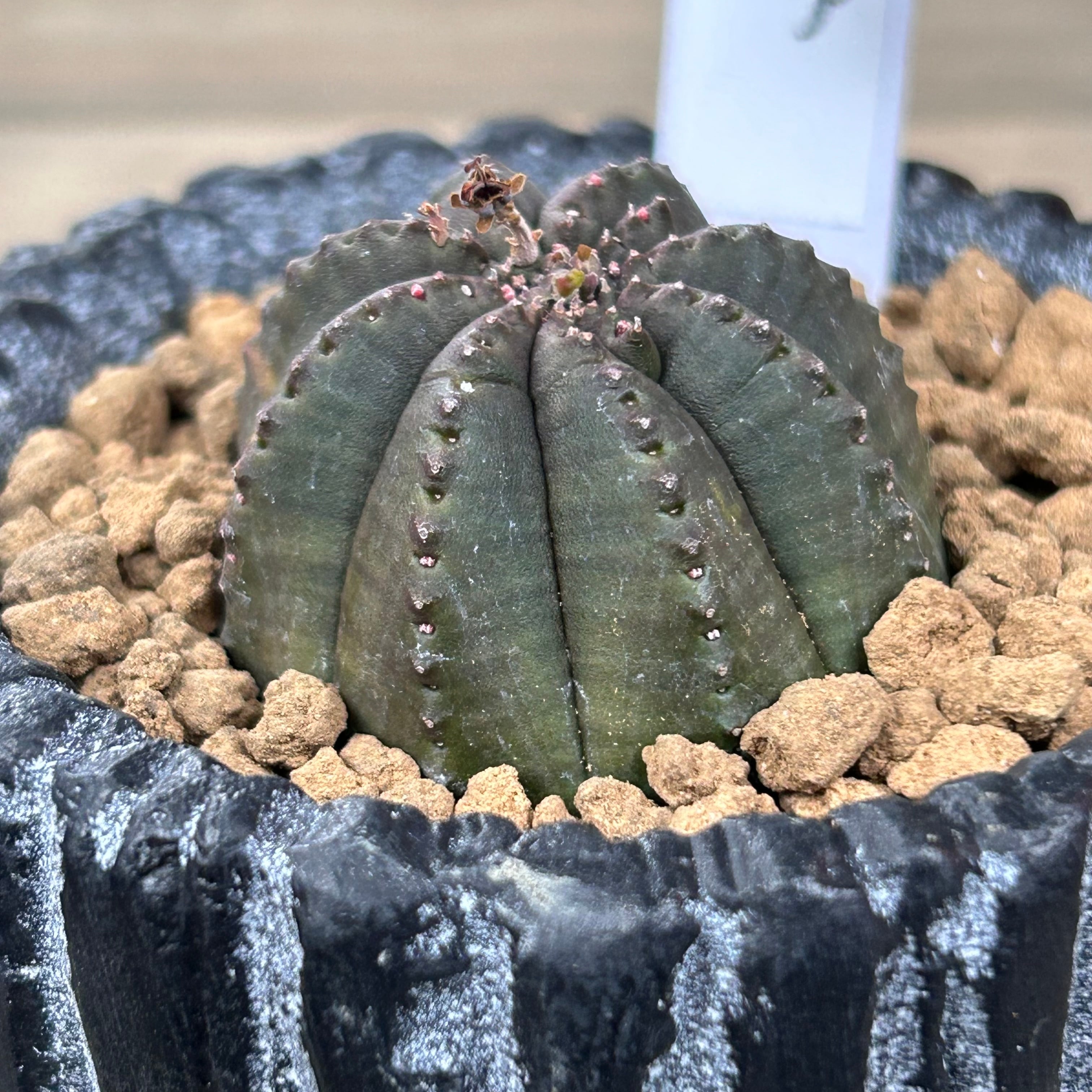 オベサ梵天(鉢入り) | RuPo 多肉植物専門店