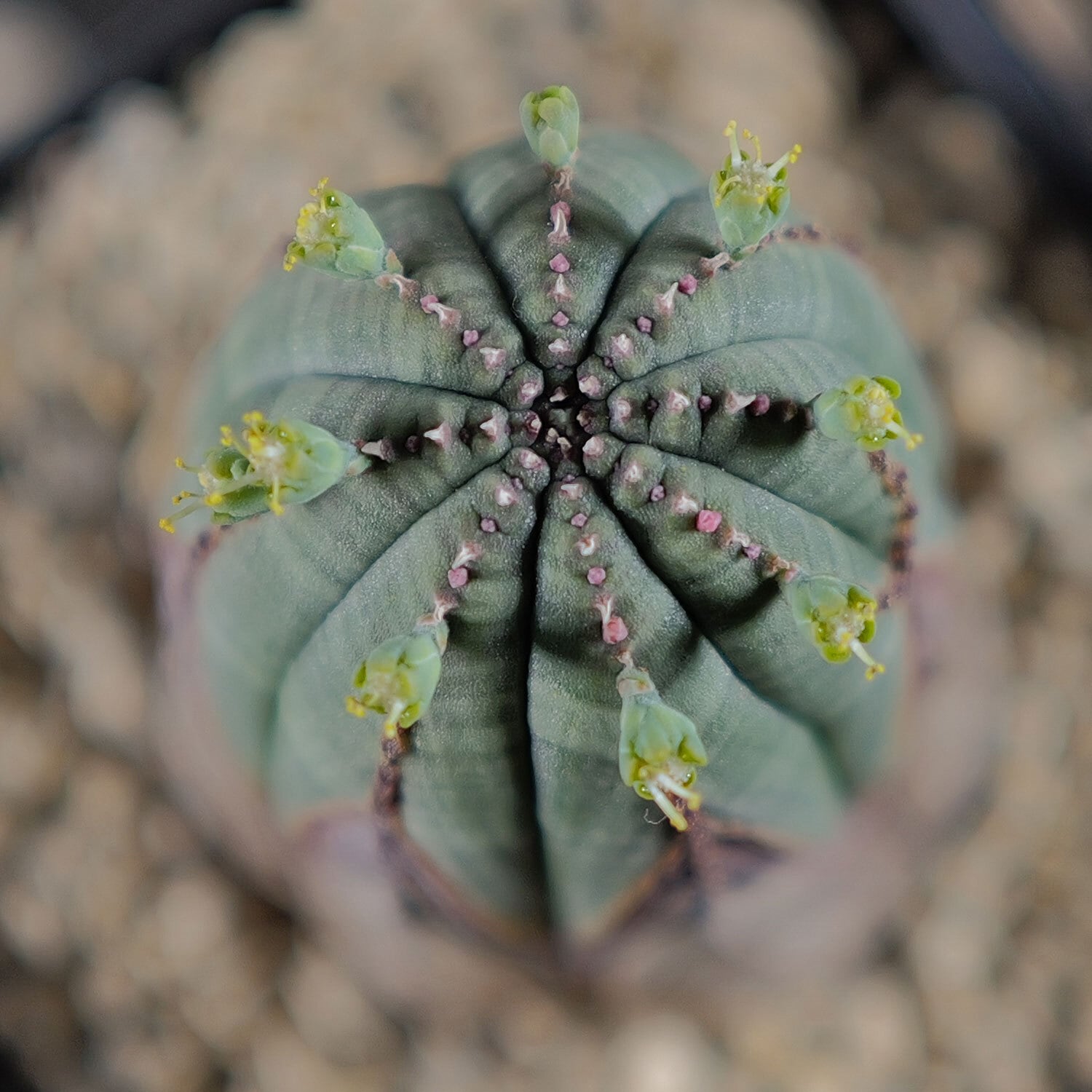 か*き様 B14253★オークション販売★ユーフォルビア 極上モンスト株！ 大特 か*き様 B14253☆オークション販売☆ユーフォルビア 極上モンスト株