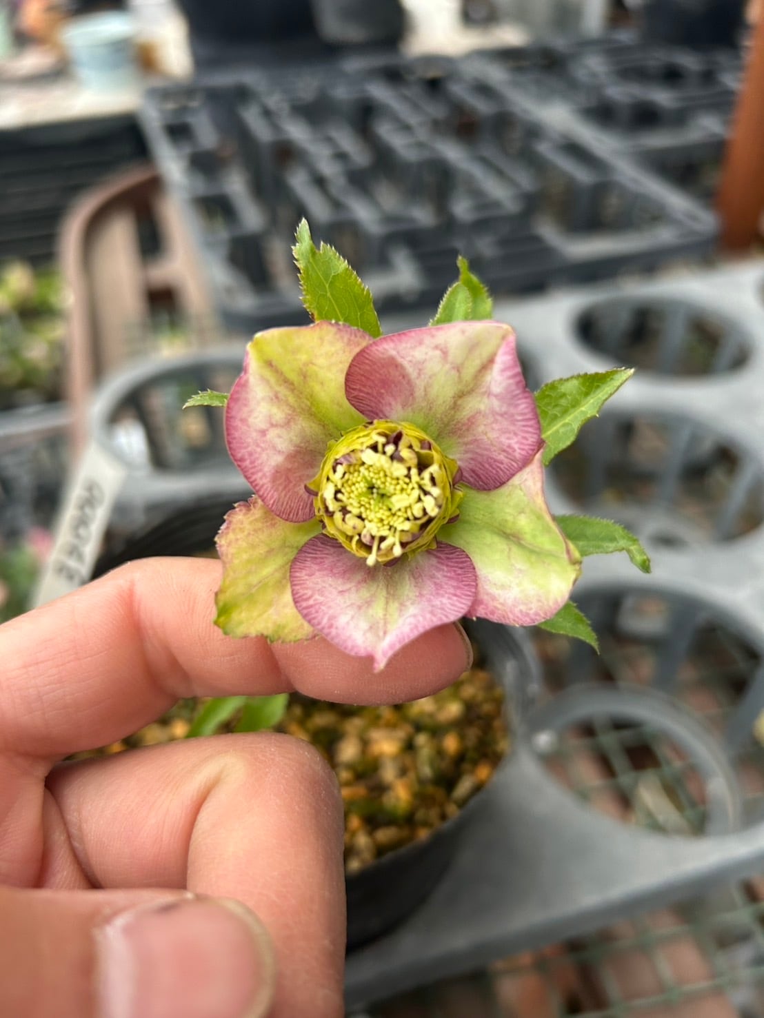 26-120 プリマヴェーラ交配 | クリハラガーデン