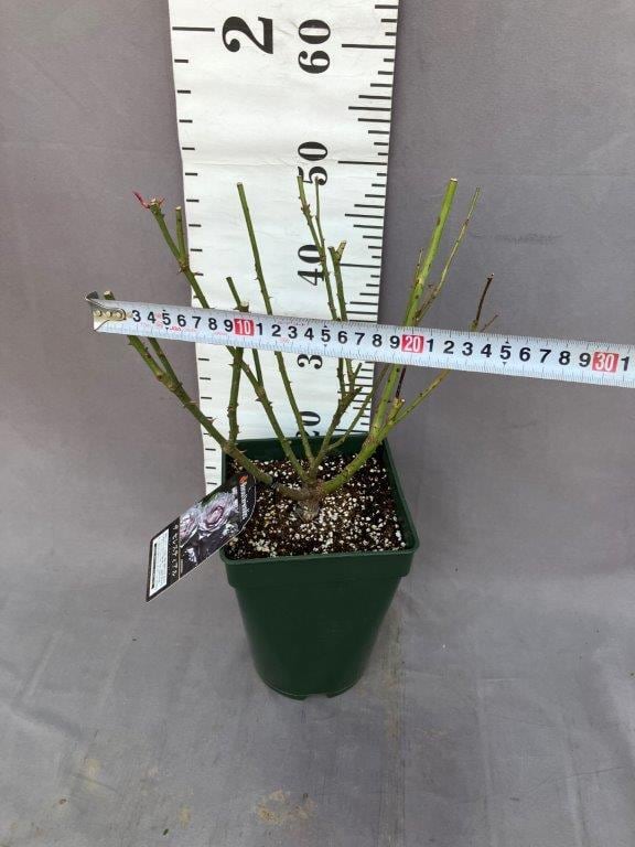 薔薇 ザ セレスティアル 四季咲き オリエンティス | 日本ライン花木