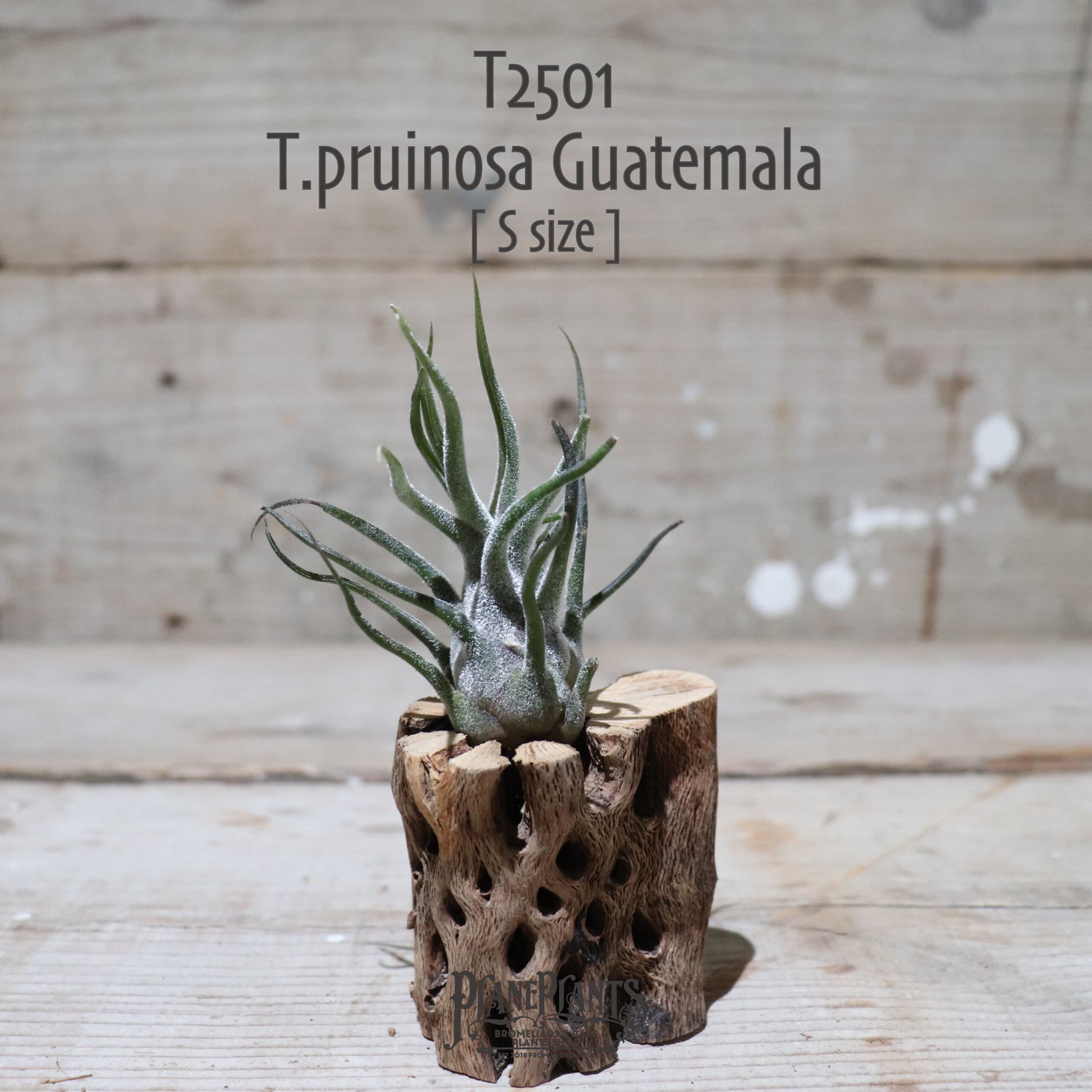 【送料無料】プルイノーサ グアテマラ S〔エアプランツ〕現品発送T2501