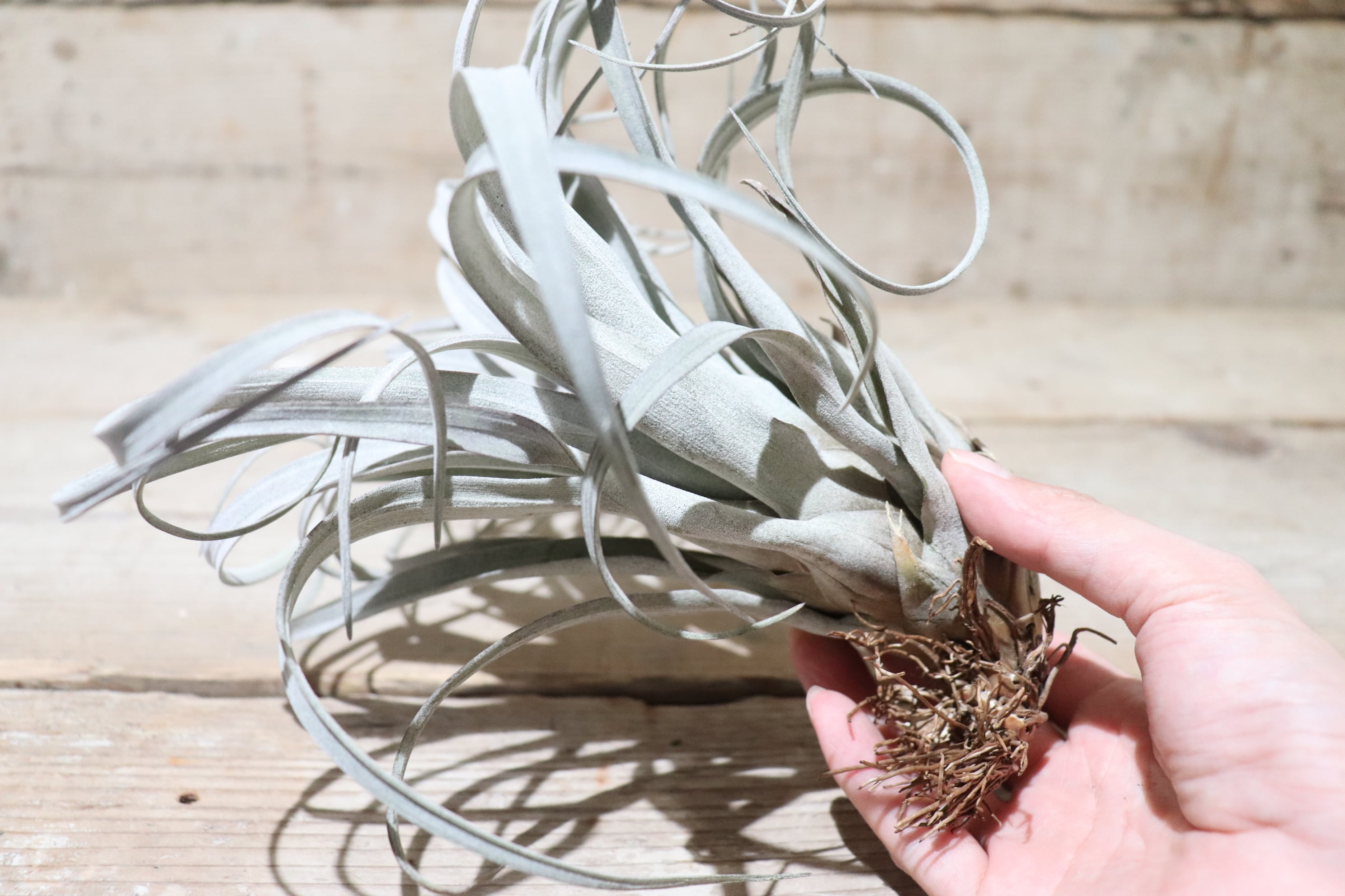 送料無料】zacapanensis〔エアプランツ〕現品発送T1464 | plane plants