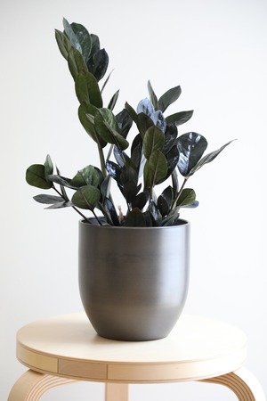 【M】ザミオクルカス レイヴン/Zamioculcas zamifolia Raven