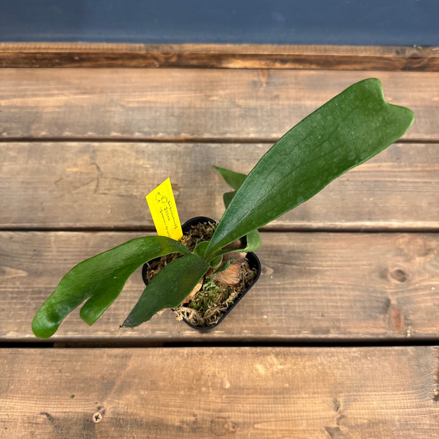 ビカクシダ Platycerium Moose(hillii × alcicorne)【357