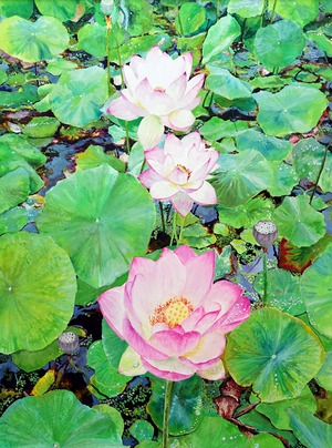蓮の花　ヤマサの池にて