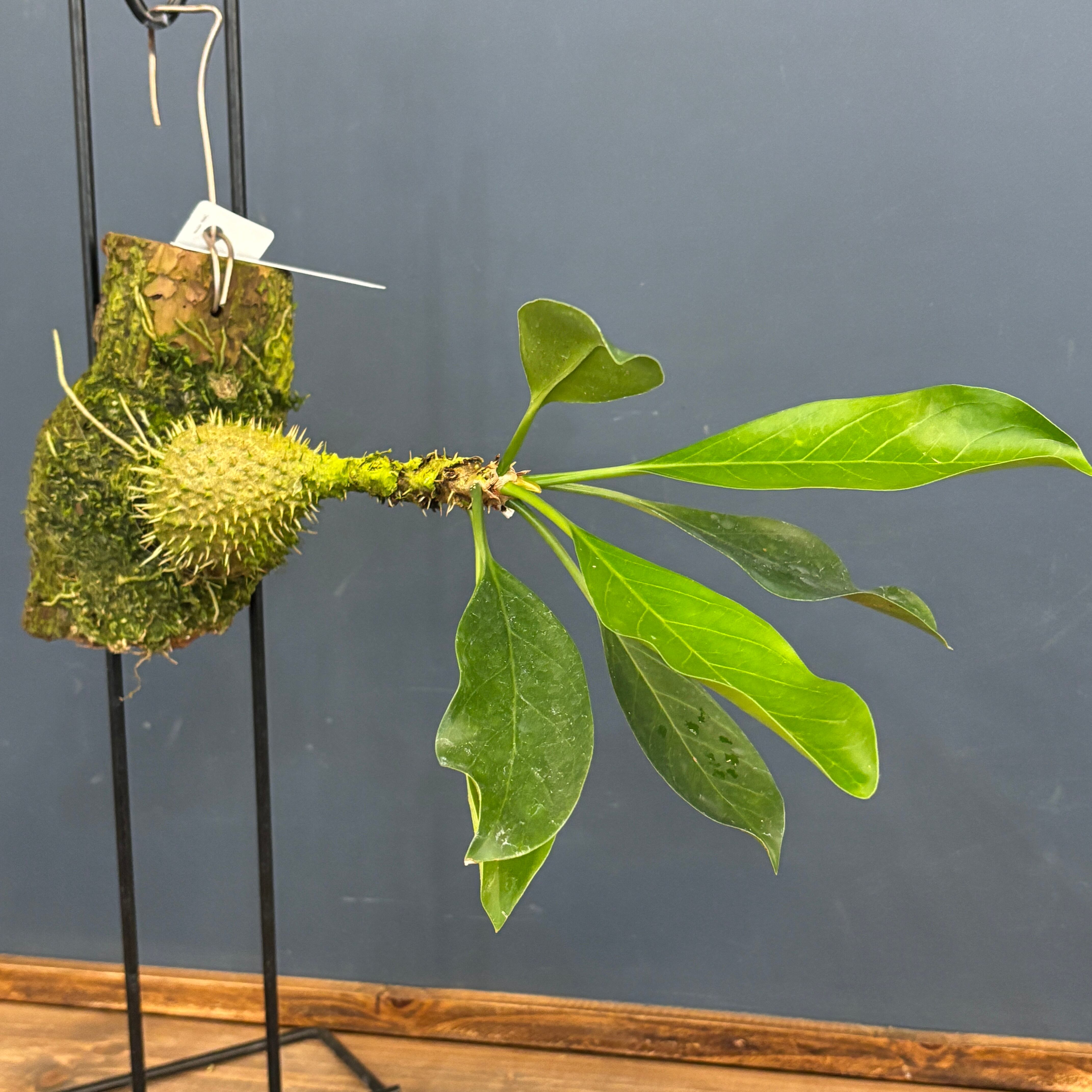 ミルメコディア tuberosa 'papuana'【698】