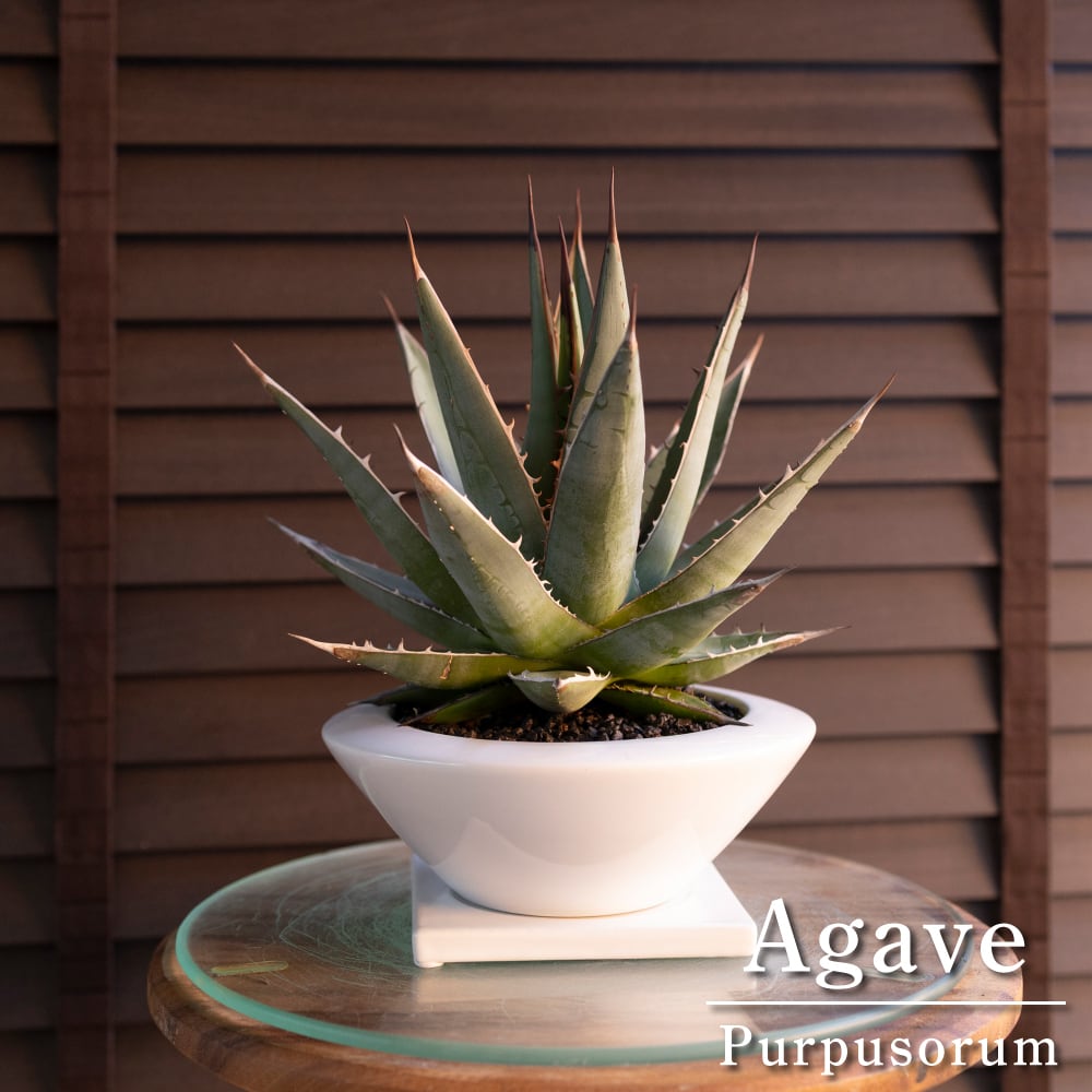 裏棘 アガベ パープソラム Agave purpusorum 帝釈天 5号 陶器鉢 1206WH