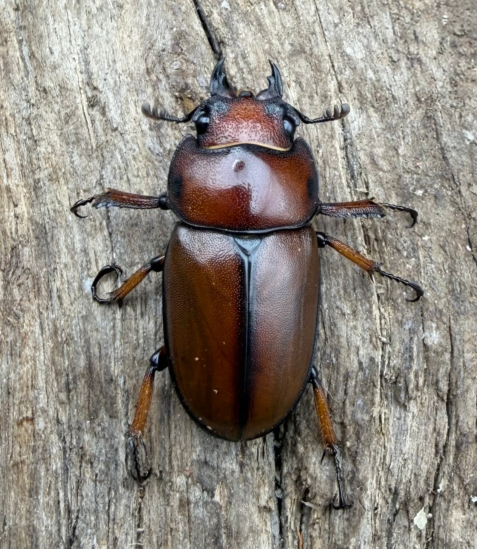 WD】《アスタコイデスノコギリ ベンクール産 57mm ペア》 | KPW公式