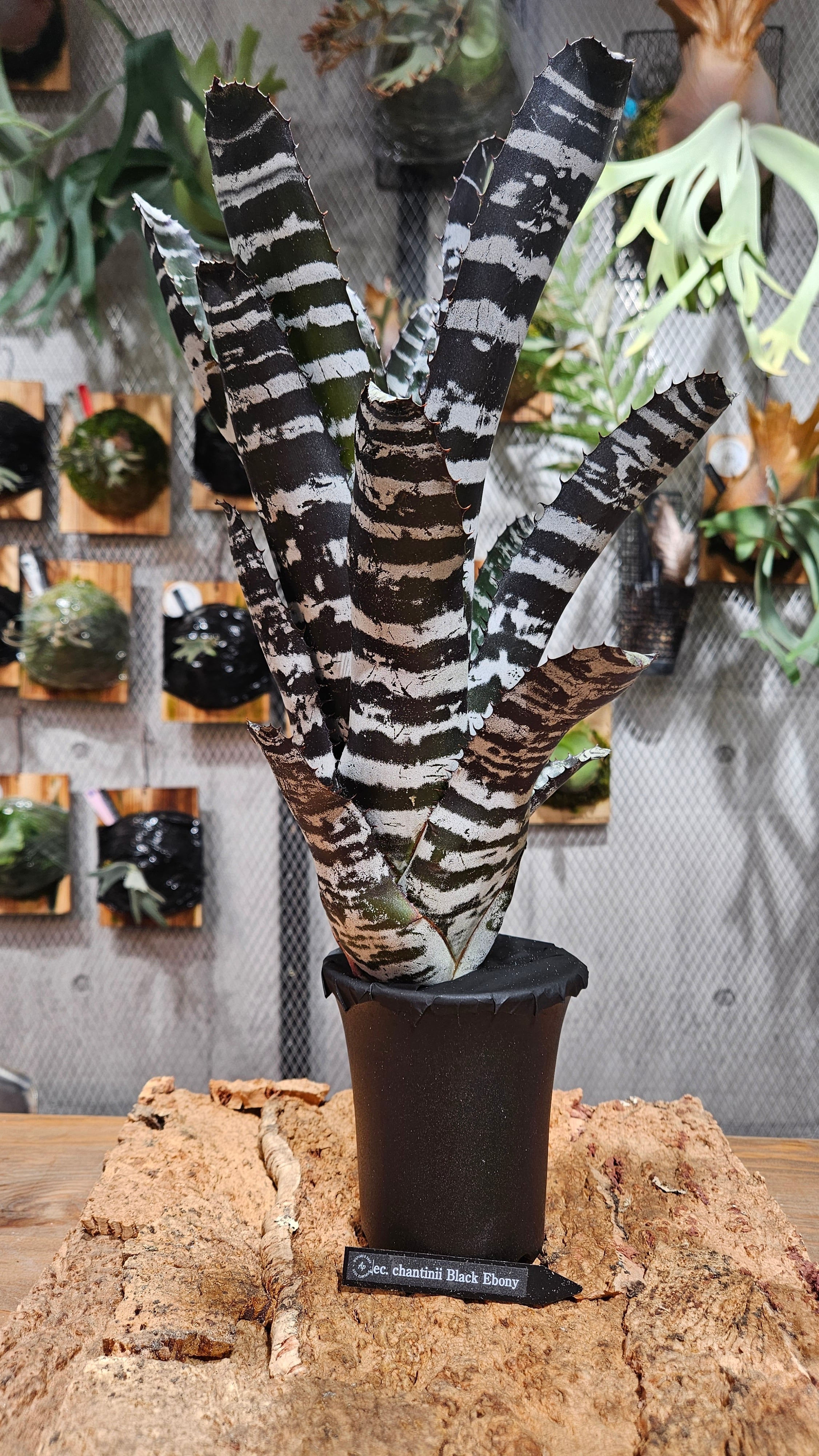 ブロメリア・エアープランツ Aechmea Black Ebony Aechmea Chantinii Black zombie 【artPLANTs/PLANTS GARAGE