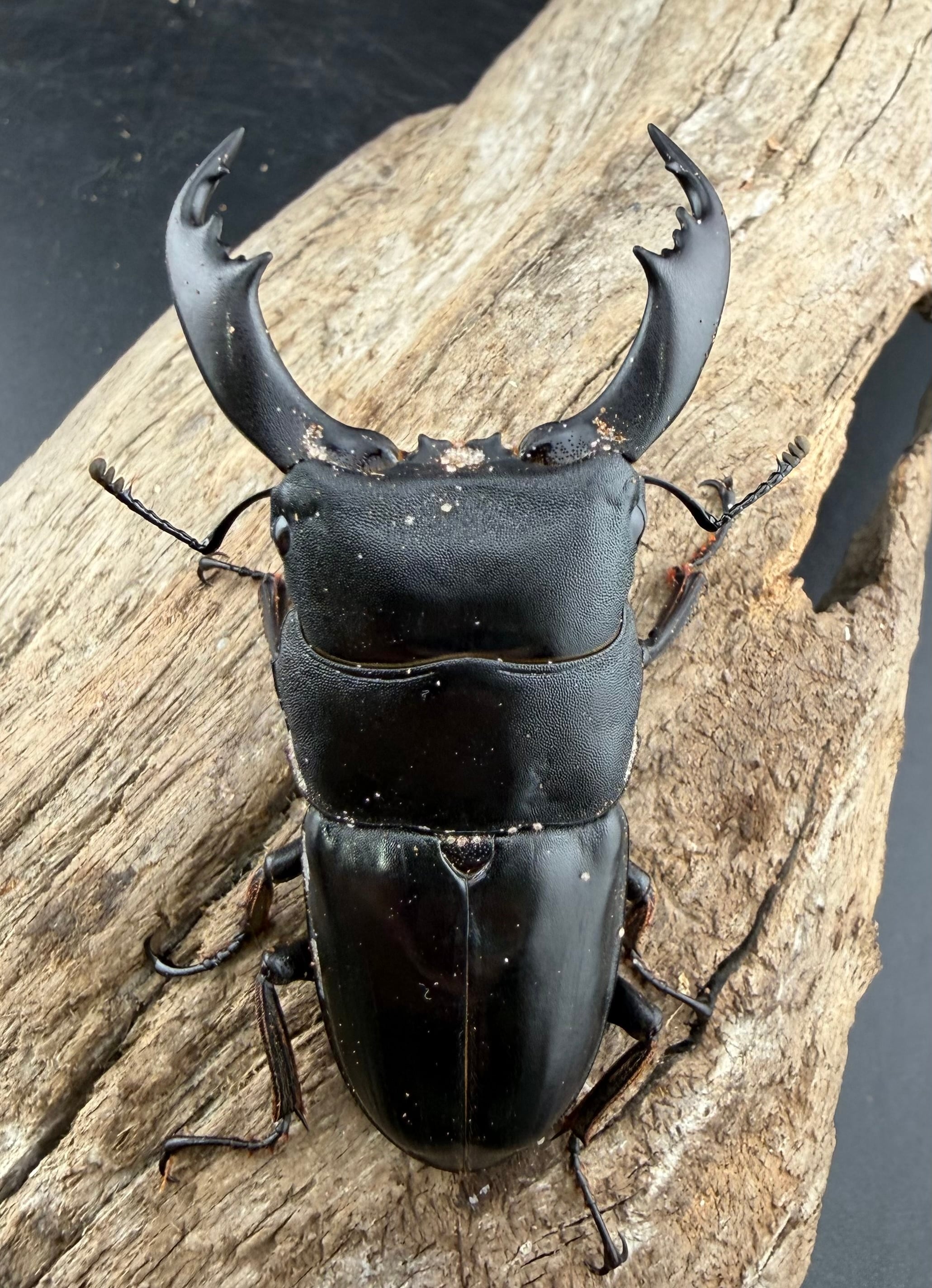 ヒラタクワガタ 66.3 ㎜ ］昔懐かしいヒラタクワガタ Part 2 | Project WILD MUSEUM