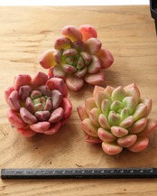 カット苗 ゴールデンイエロー L Echeveria 'Golden Yellow'