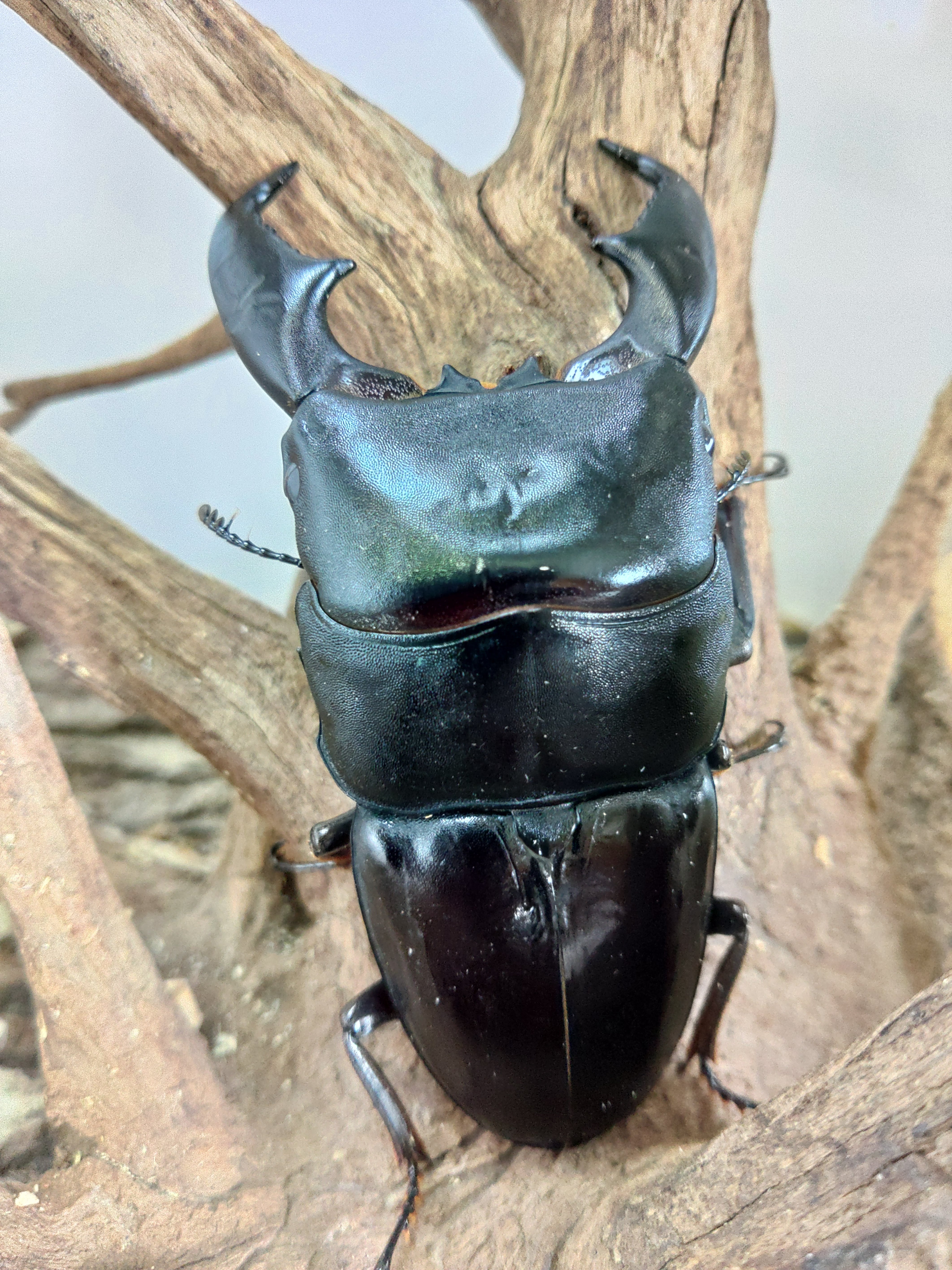 タランドゥスオオツヤクワガタ ♀単品 | くわバカおやじ