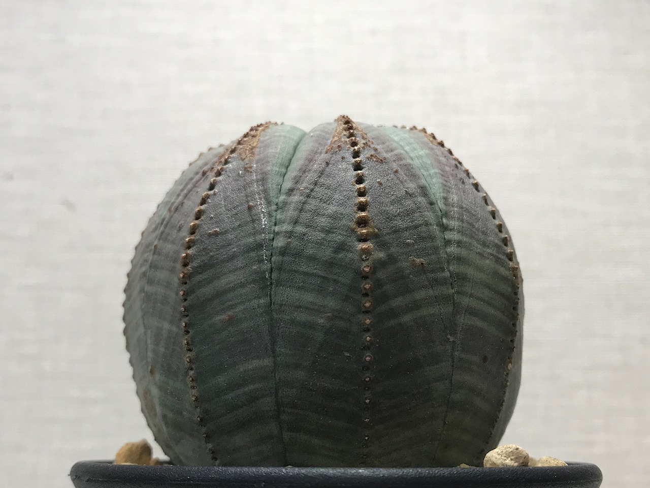 ユーフォルビア オベサ