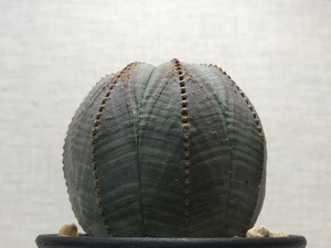 ユーフォルビア オベサ