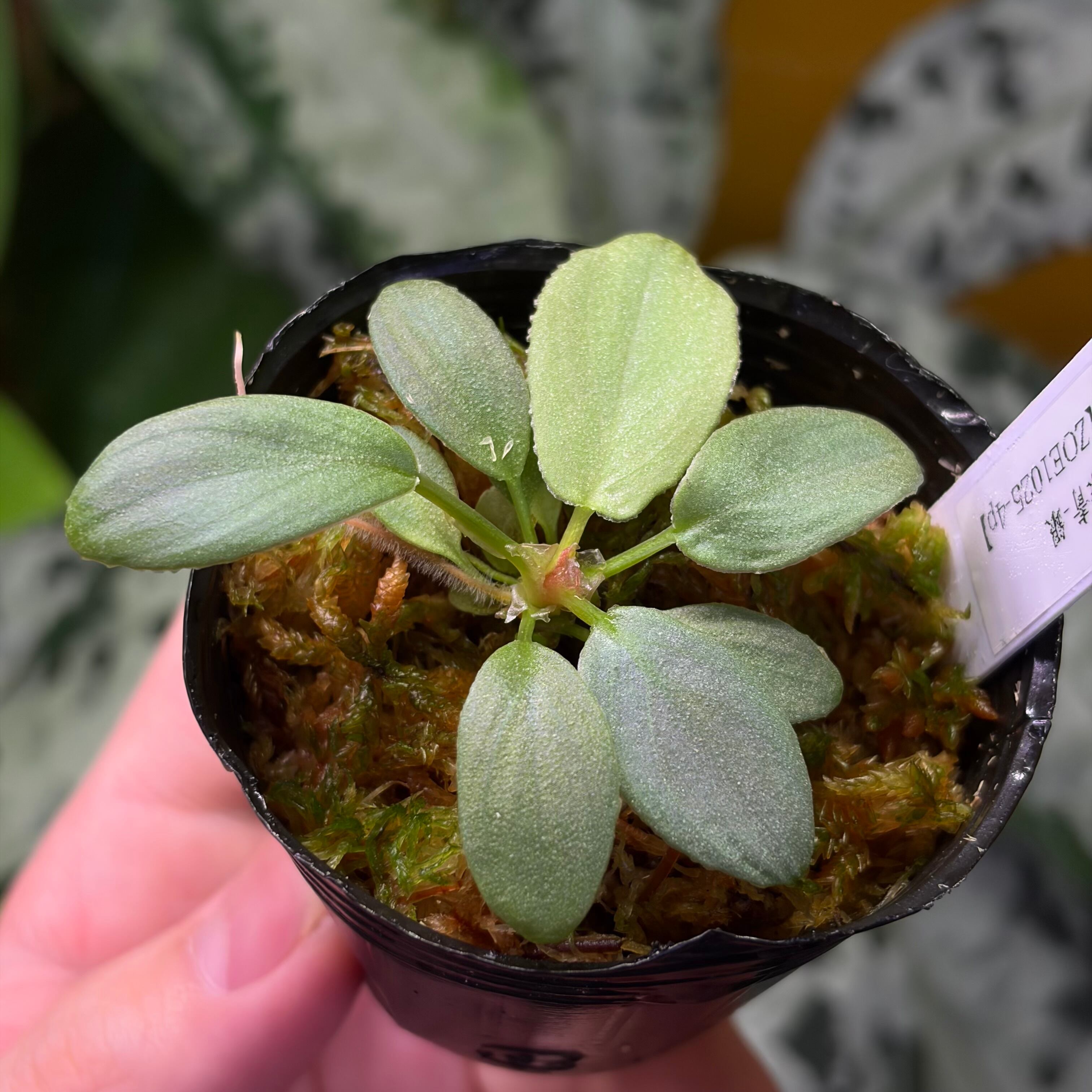 Homalomena sp. 花緑青 Tapanuli Selatan 【ZOE1025-4p】 銀葉個体