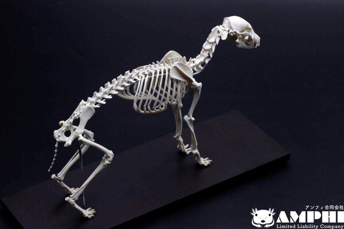 タヌキの全身骨格レプリカ 1/2スケール | Pay ID
