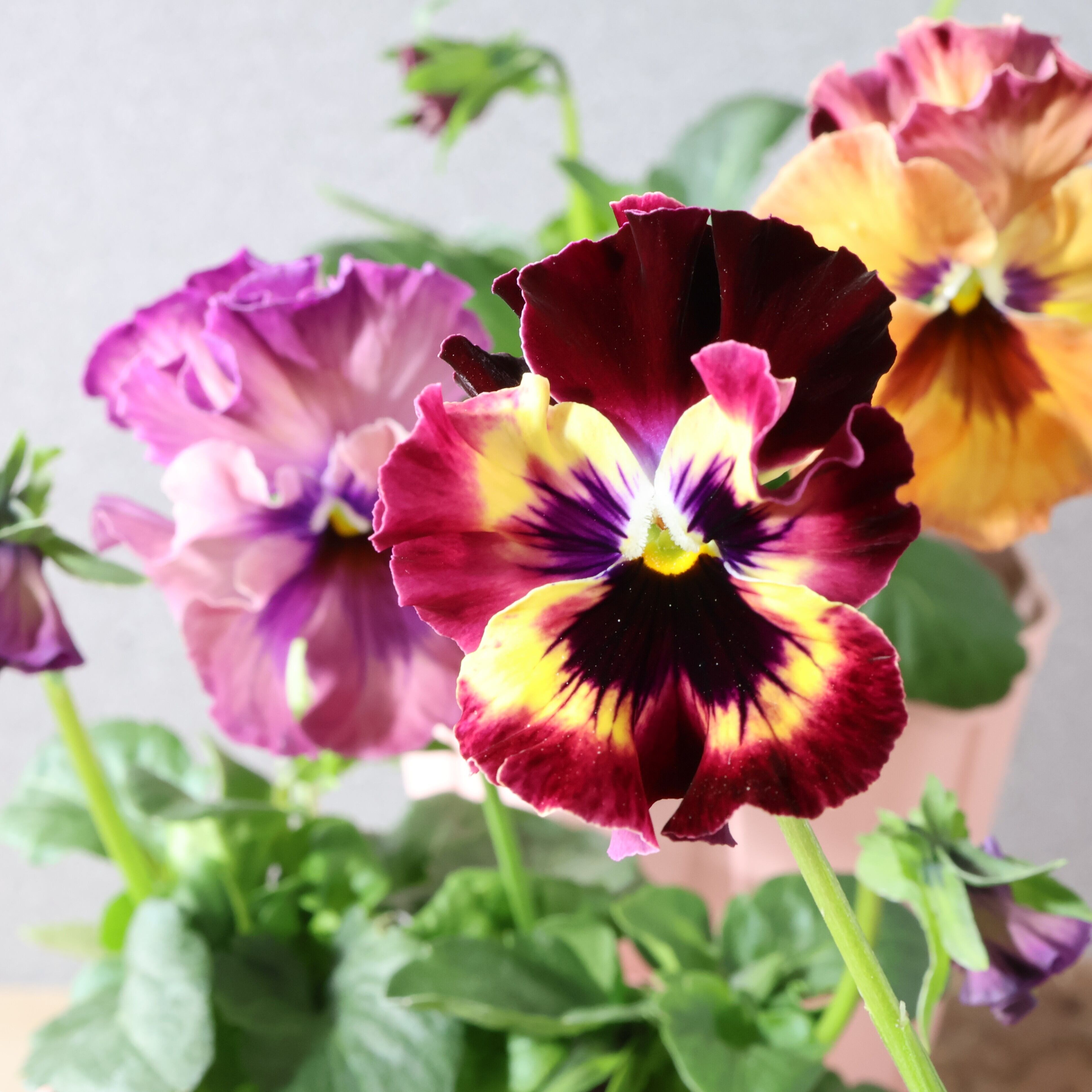 480 桂楓園さんオリジナルのフリル咲きパンジー『フェデネージュ モネ