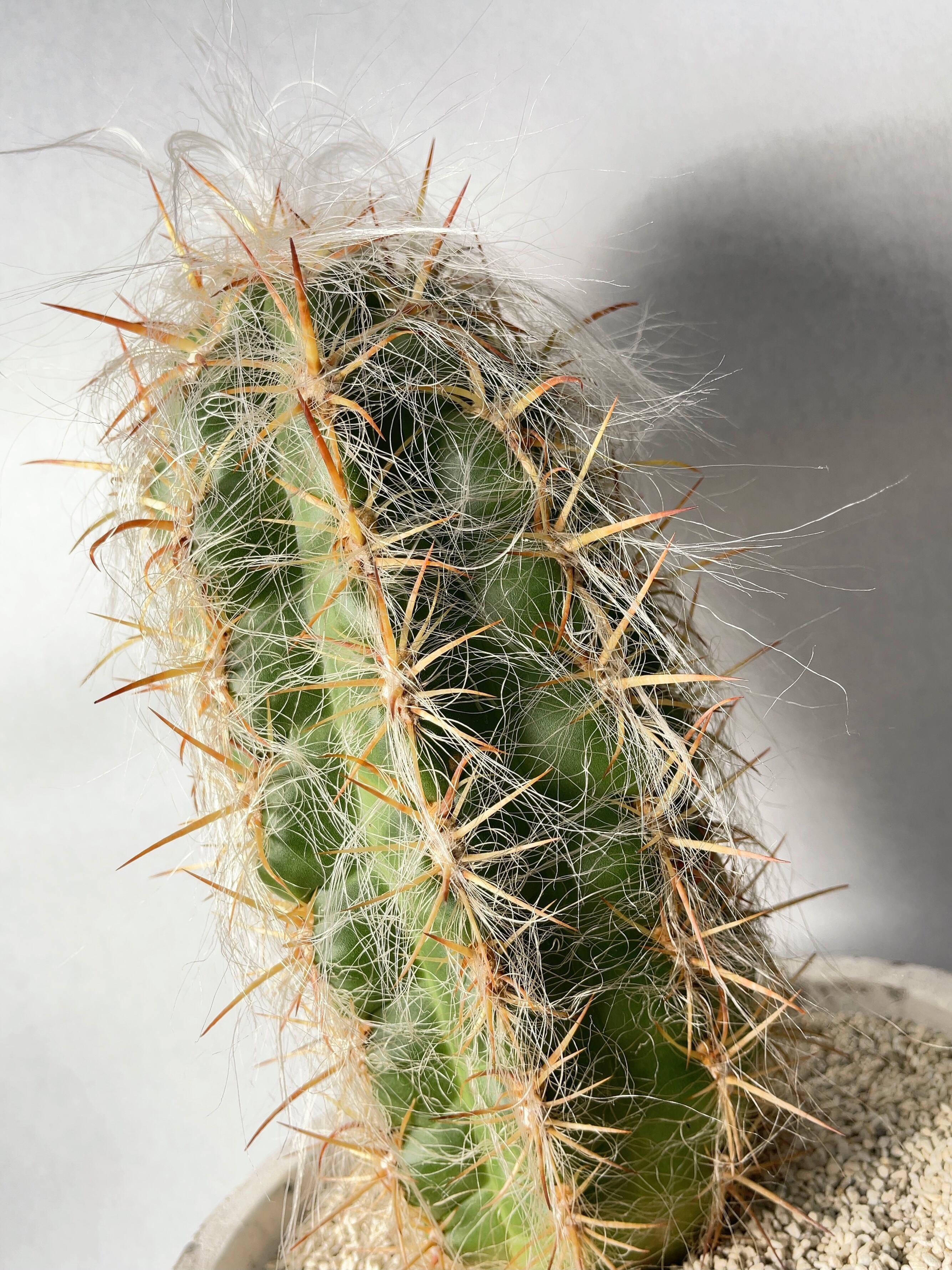 オレオセレウス　ライオン錦　鶴仙園 オレオセレウス・ライオン錦 | trigger