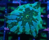 【現地買付】WaterMelonMushroom 2