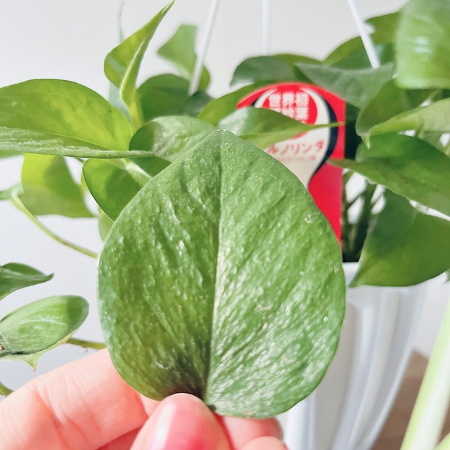 【数量限定】季節のポトスおまかせ2種セット｜15%OFF 送料無料