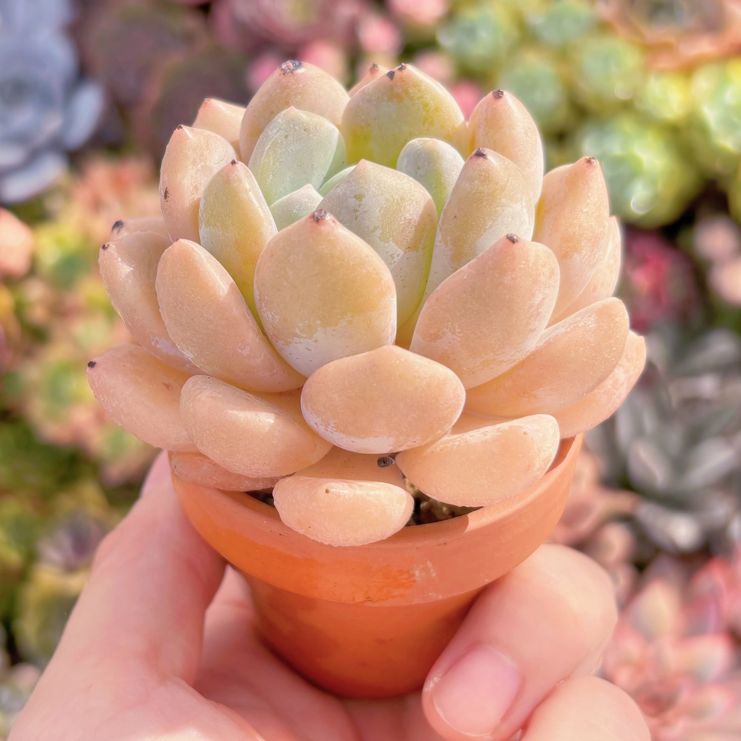 多肉植物 チュベローズ 新入荷 るる農園 | るる農園~多肉植物専門