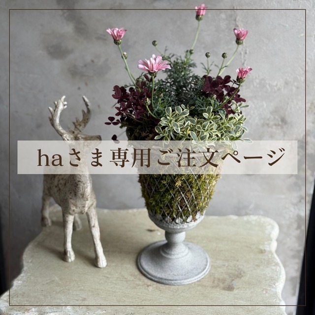 haさま専用：コケワイヤー寄せ植え　ビジューマム寄せ植え　届いてすぐ玄関に飾れる 　プレゼントにもオススメ　