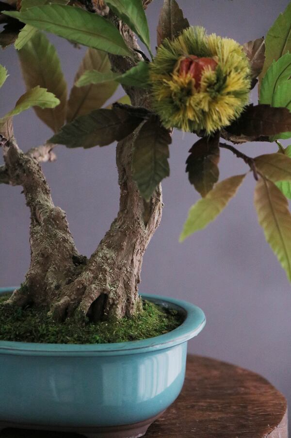 盆栽 栗 Chestnut Bonsai #104 | Oh! BONSAI