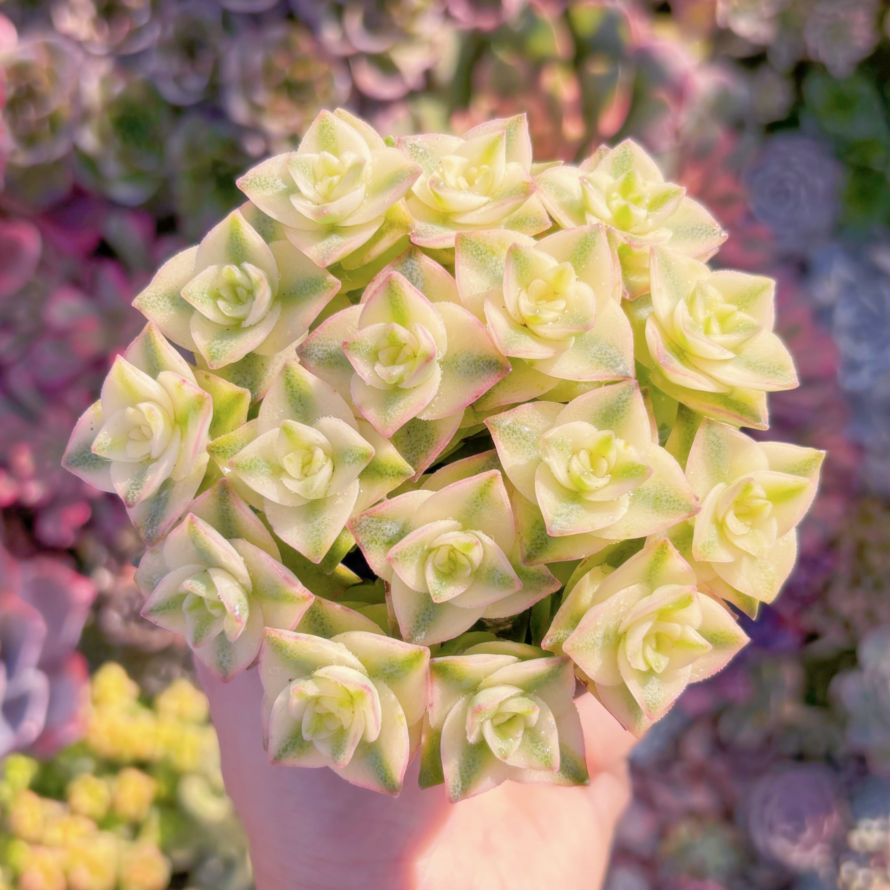 多肉植物　十字星錦(20頭)　新入荷　るる農園