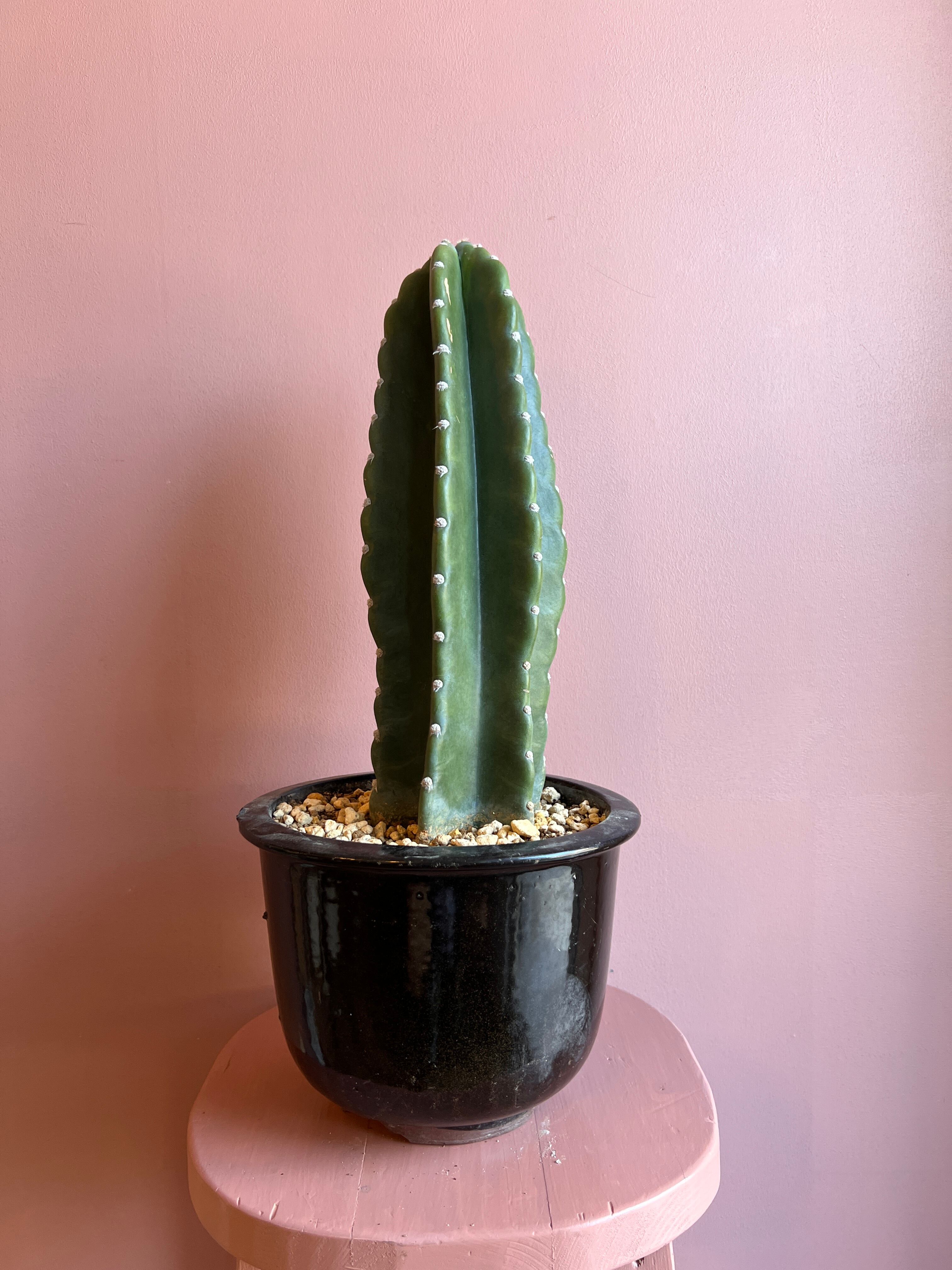 柱サボテン鬼面角60センチ 柱サボテン 鬼面角 5本立ち No.534