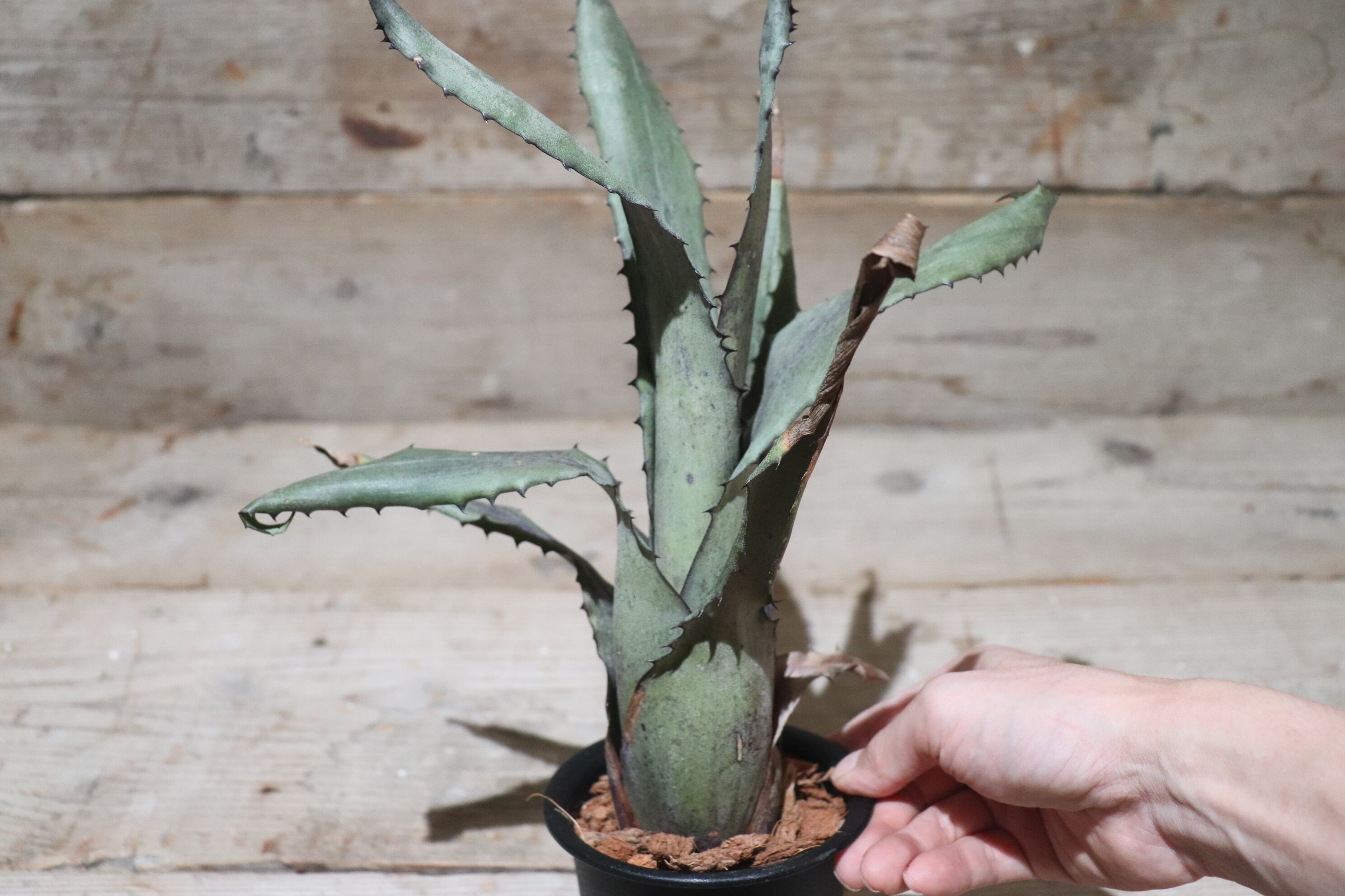 送料無料】 Hohenbergia sp.Leme#2203〔ホヘンベルギア〕現品発送H0025