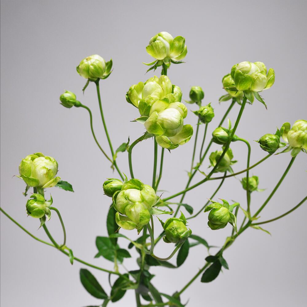 Rose エクレール10本 Jaしみず バラ部会 よいはな Yoihana 最高品質のお花をお届けするネット通販