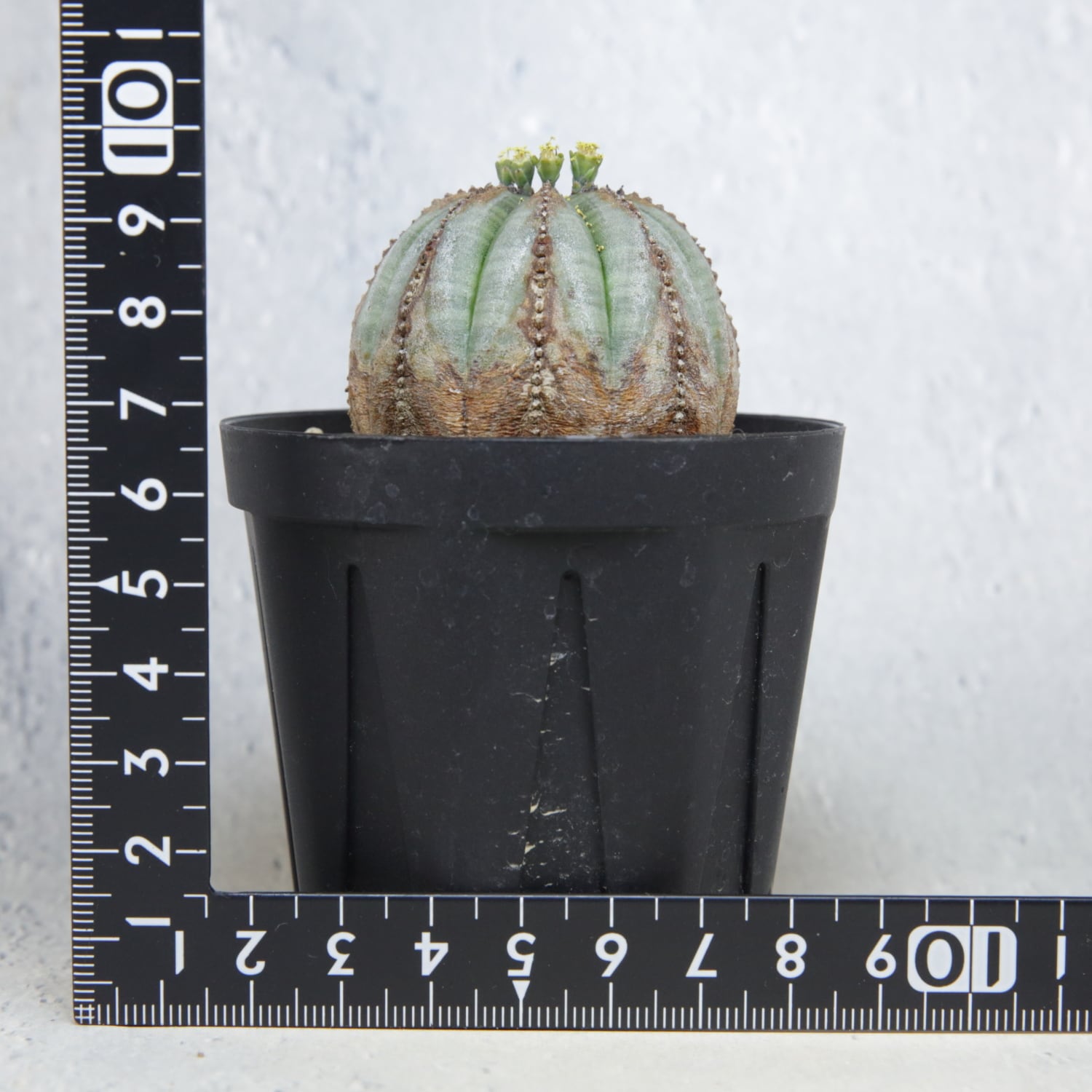 オス株 美模様 木質化 マイクロ オベサ / ユーフォルビア | LIGHTHOUSE