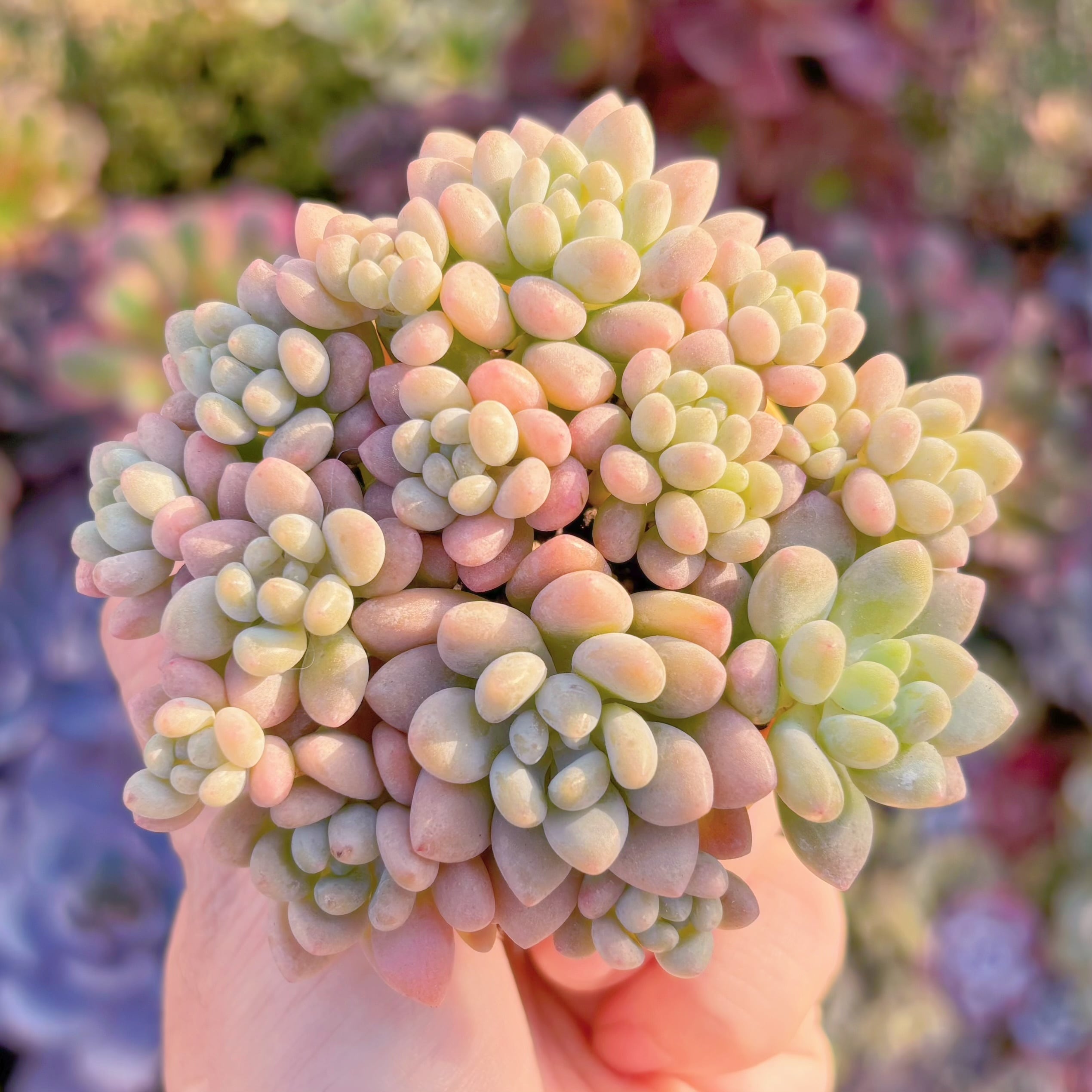 多肉植物　ロココ(12頭)　新入荷　るる農園