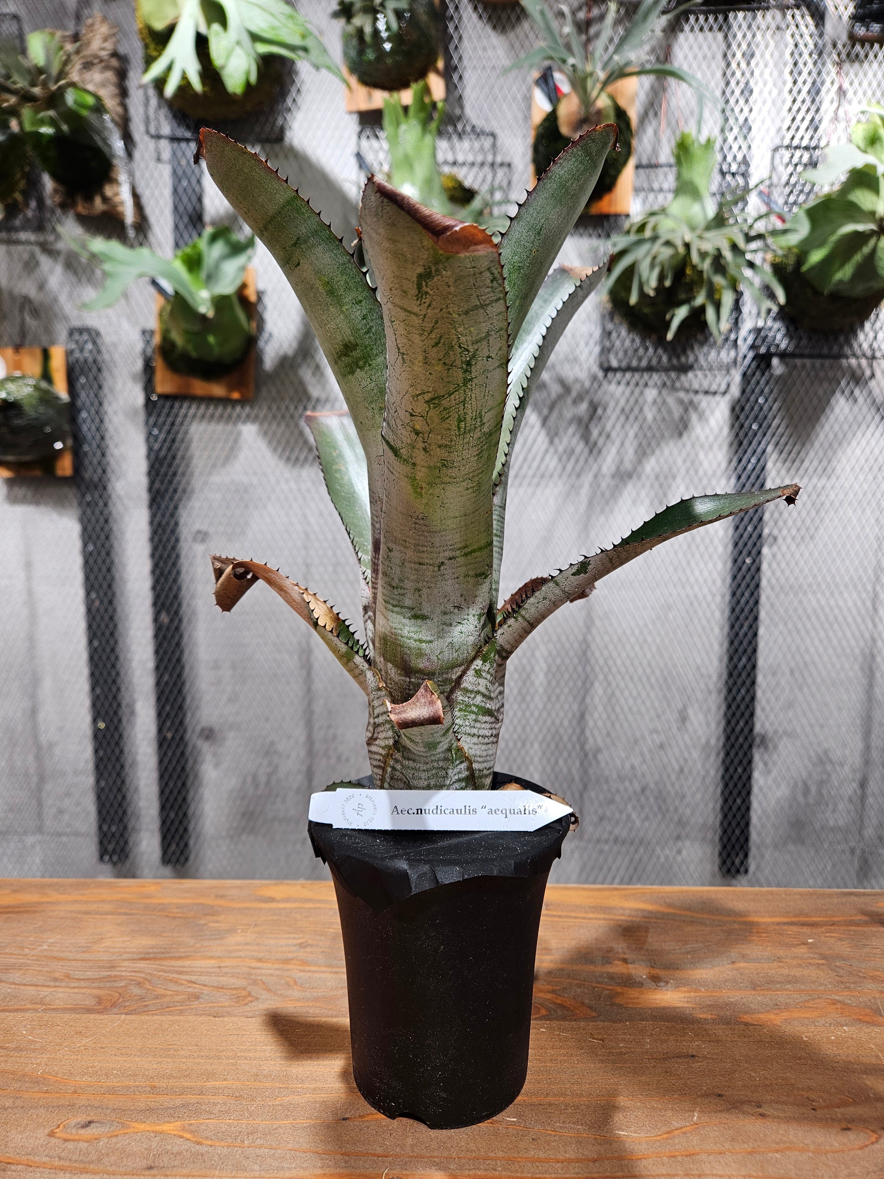 Aechmea. nudicaulis Candy Cane【artPLANTs/PLANTS GARAGE