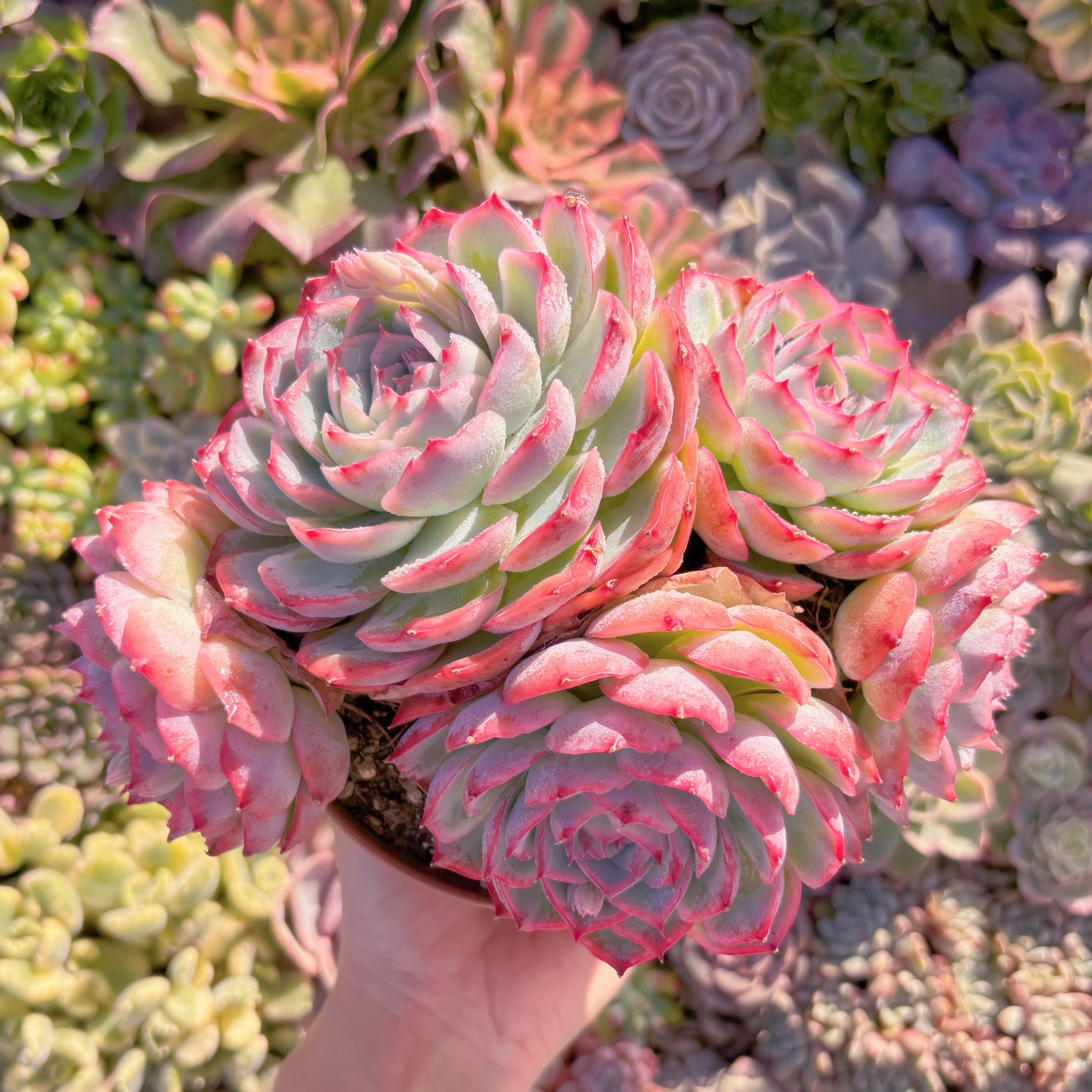 現品　シルエット#A074　特大群生　新入荷　るる農園