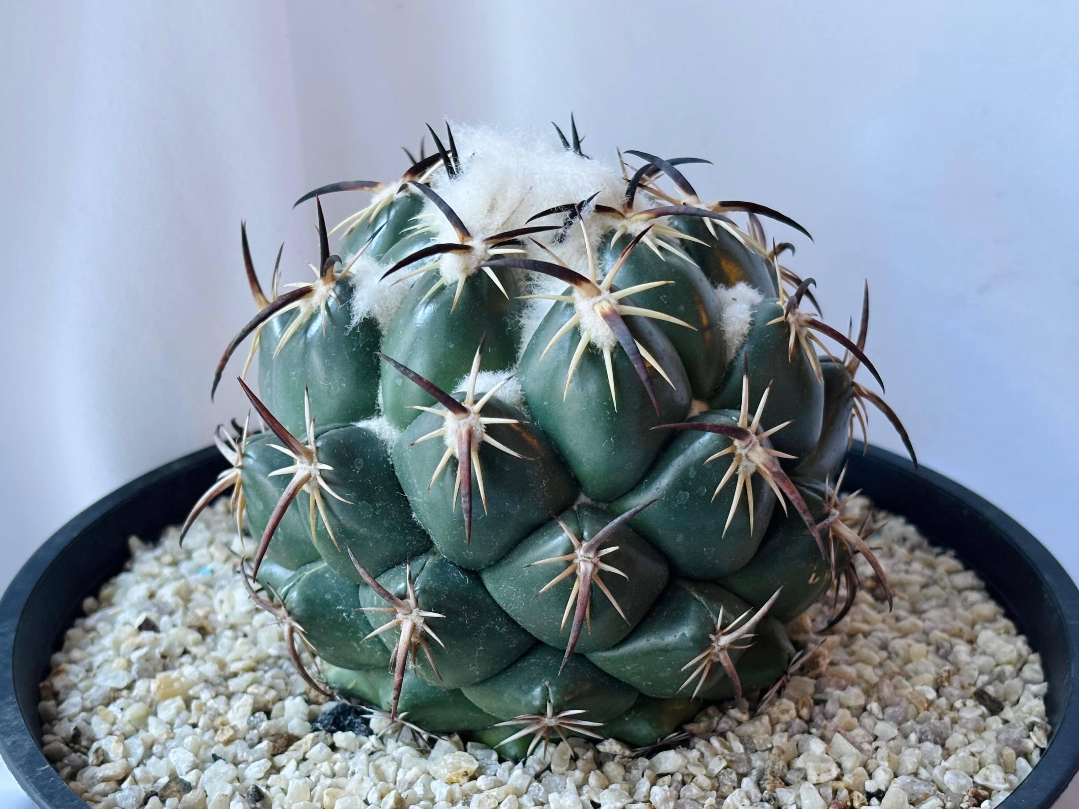 Coryphantha コリファンタ グリーンウッディ サボテン | plants MARU