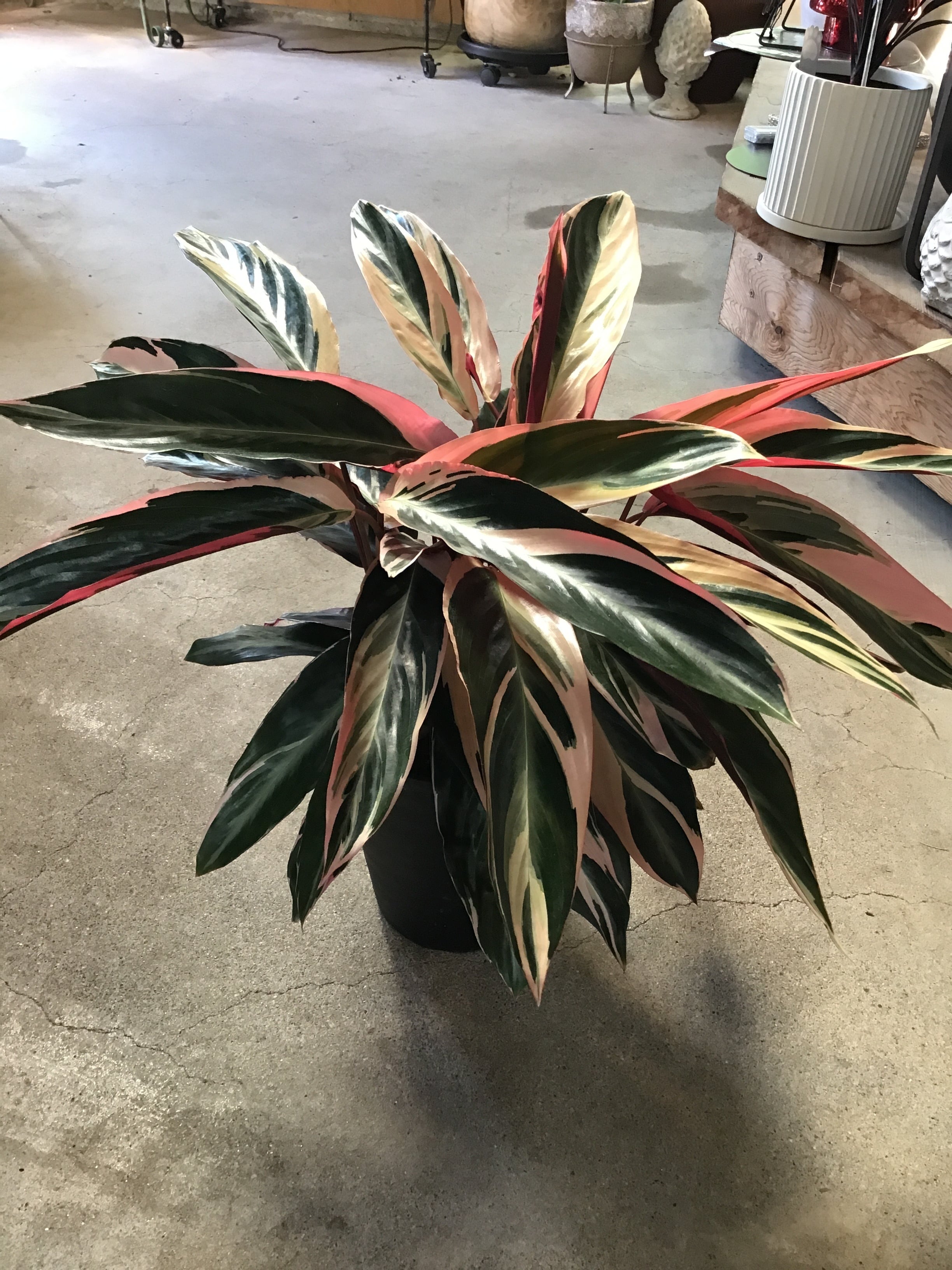 ストロマンテ・トリオスター 6号 観葉植物 木製スタンド付き ストロマンテ・トリオスター 6号 観葉植物 木製スタンド付き 楽天市場