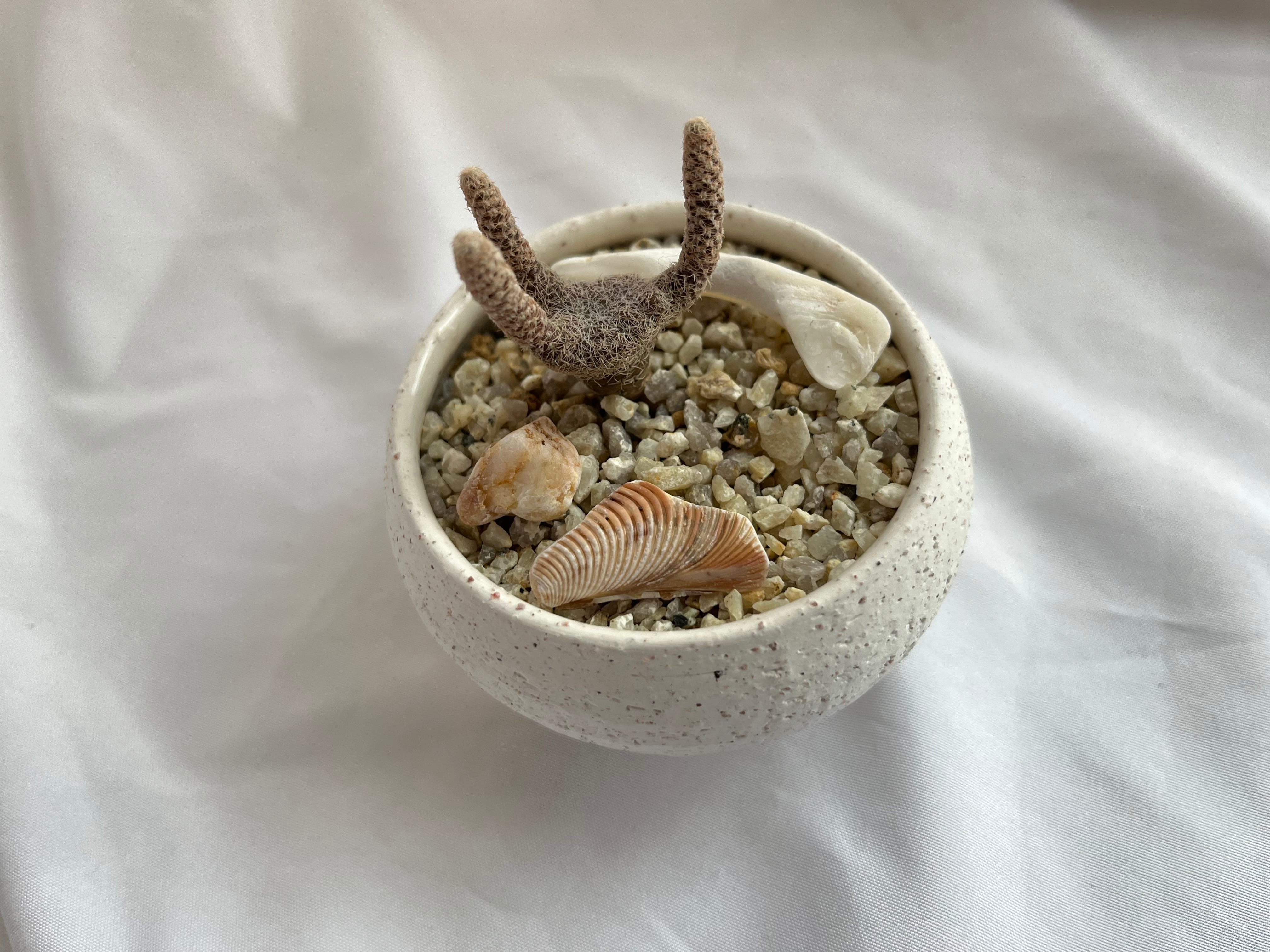 Puna clavarioides クラバリオイデス 茸団扇 白鶏冠 サボテン | plants