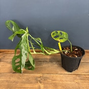 モンステラ アダンソニー ミント斑【1076】