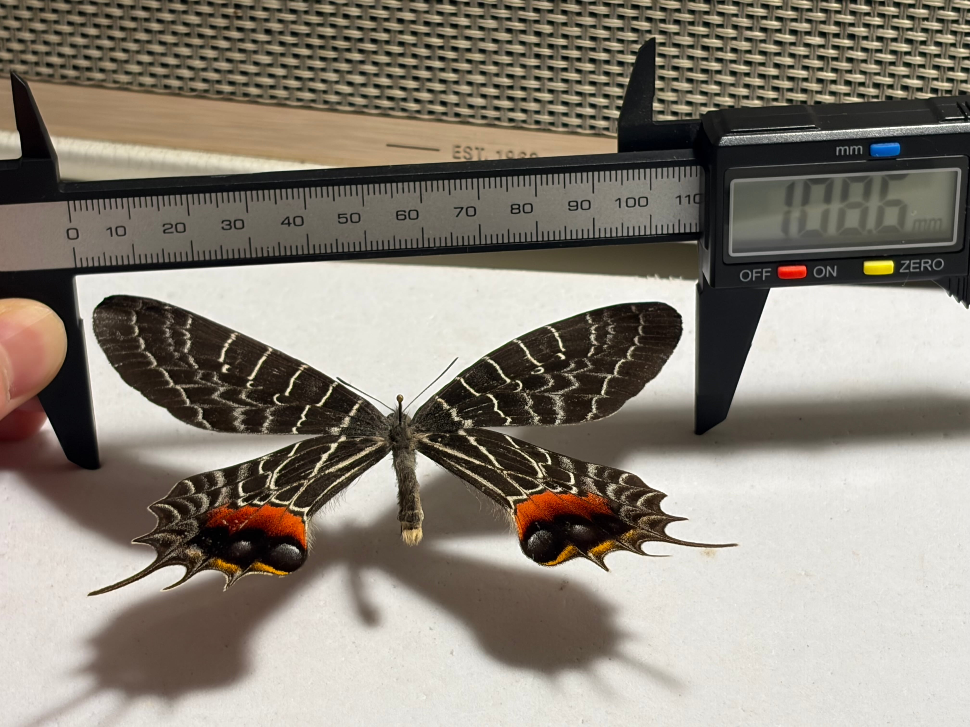 極BIG】シボリアゲハ モルフォ蝶 蛾ピカソモスモルフォチョウMorpho