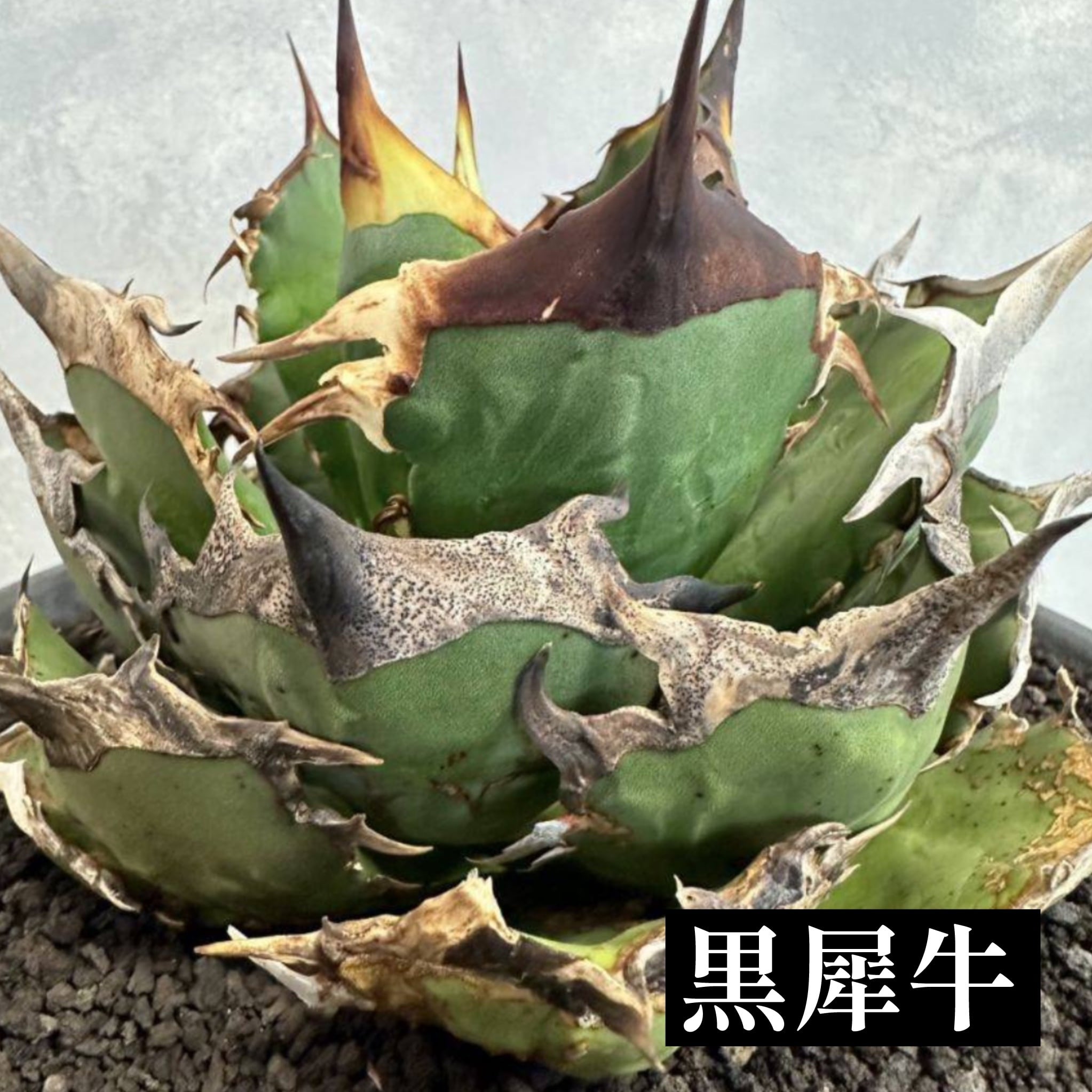 アガベ チタノタ 黒犀牛 超選抜　子株活着済み アガベ チタノタ 