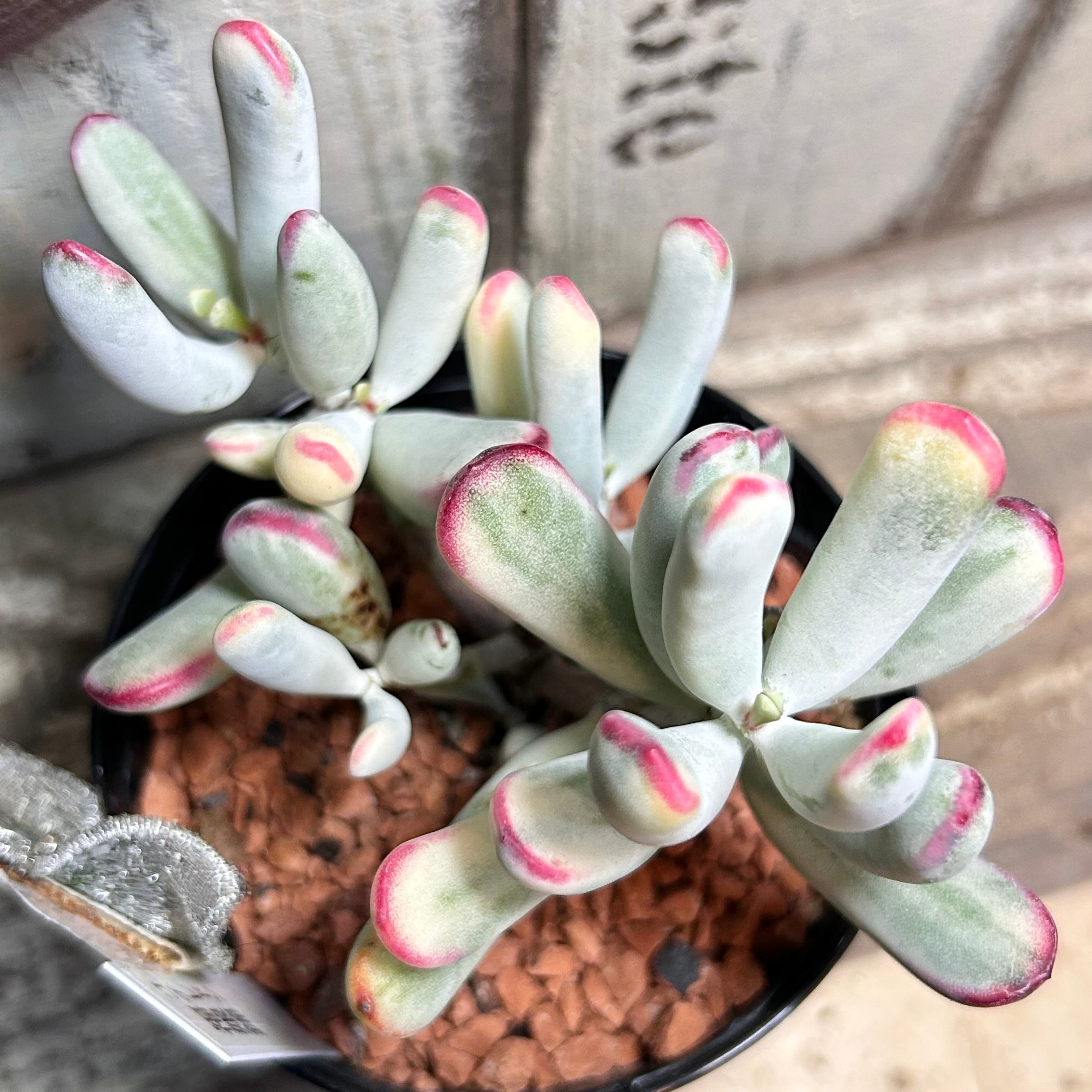 錦 | RuPo 多肉植物専門店