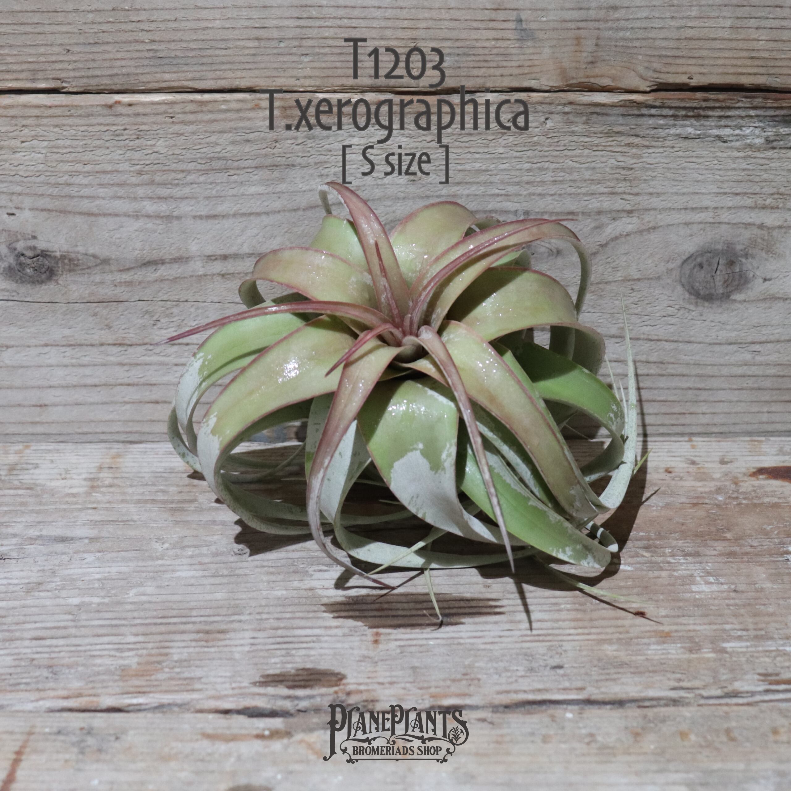 【送料無料】キセログラフィカ S〔エアプランツ〕現品発送T1203